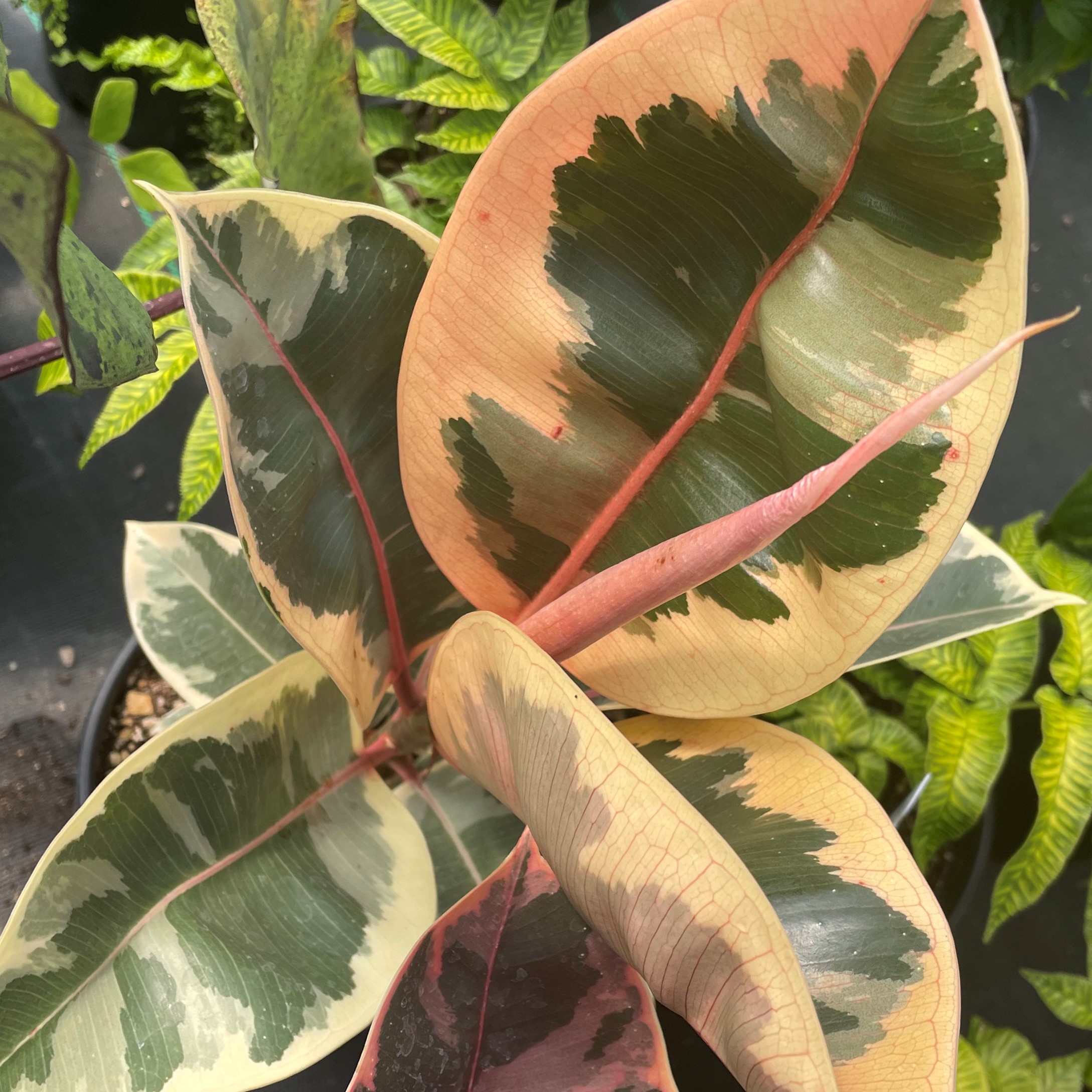 Ficus elastica 'Tineke' Variegated Rubber Tree (4.5" Pot) Little