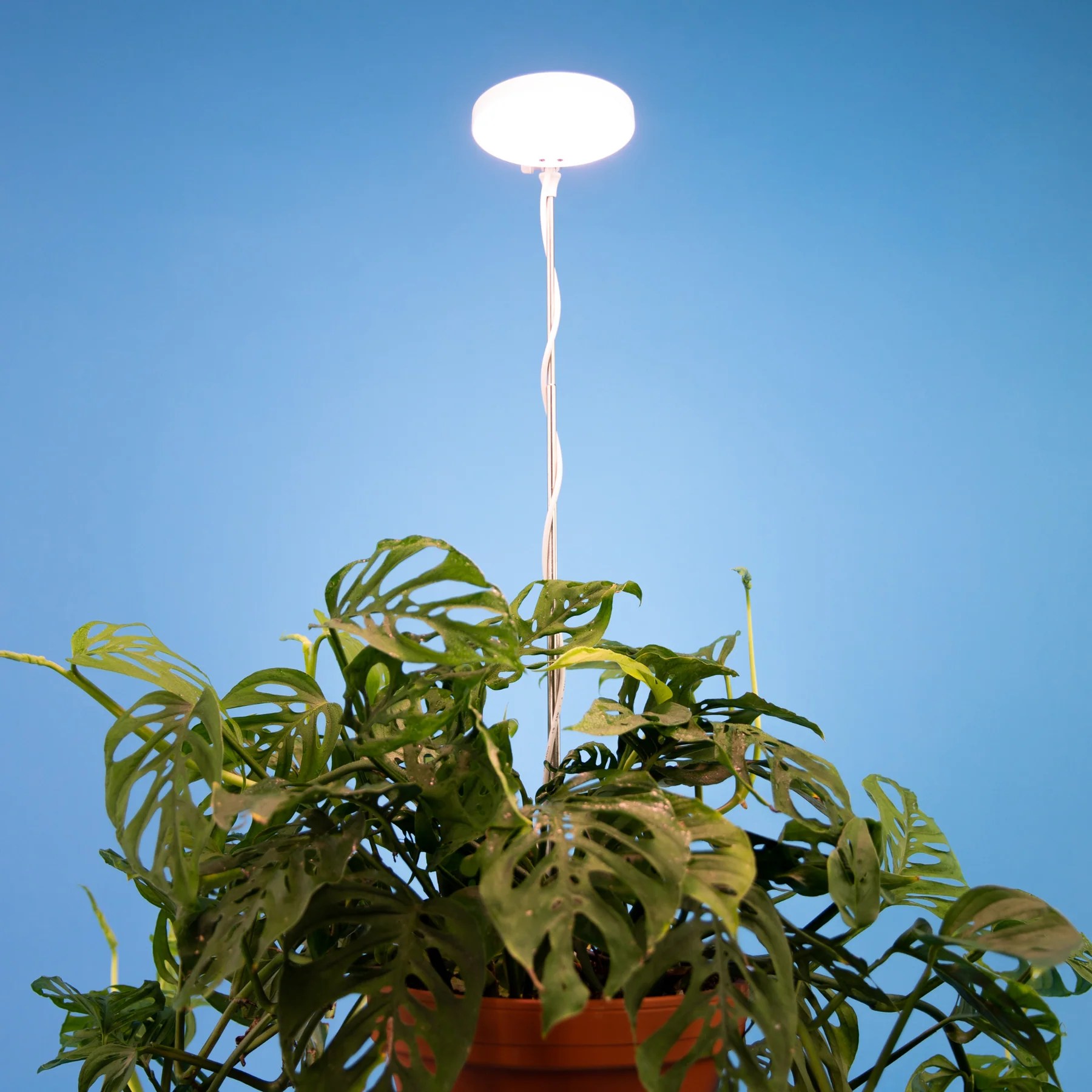 Mossify LED Plant Light Little Prince To Go