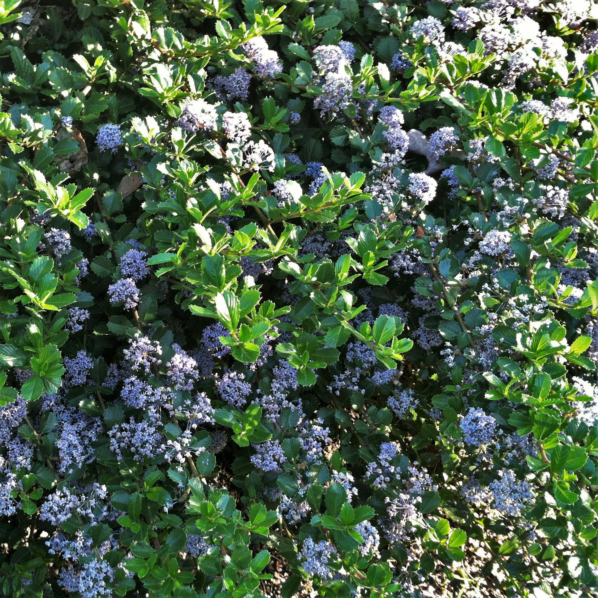 Ceanothus gloriosus 'Point Reyes' (3.5" Pot) Little Prince To Go