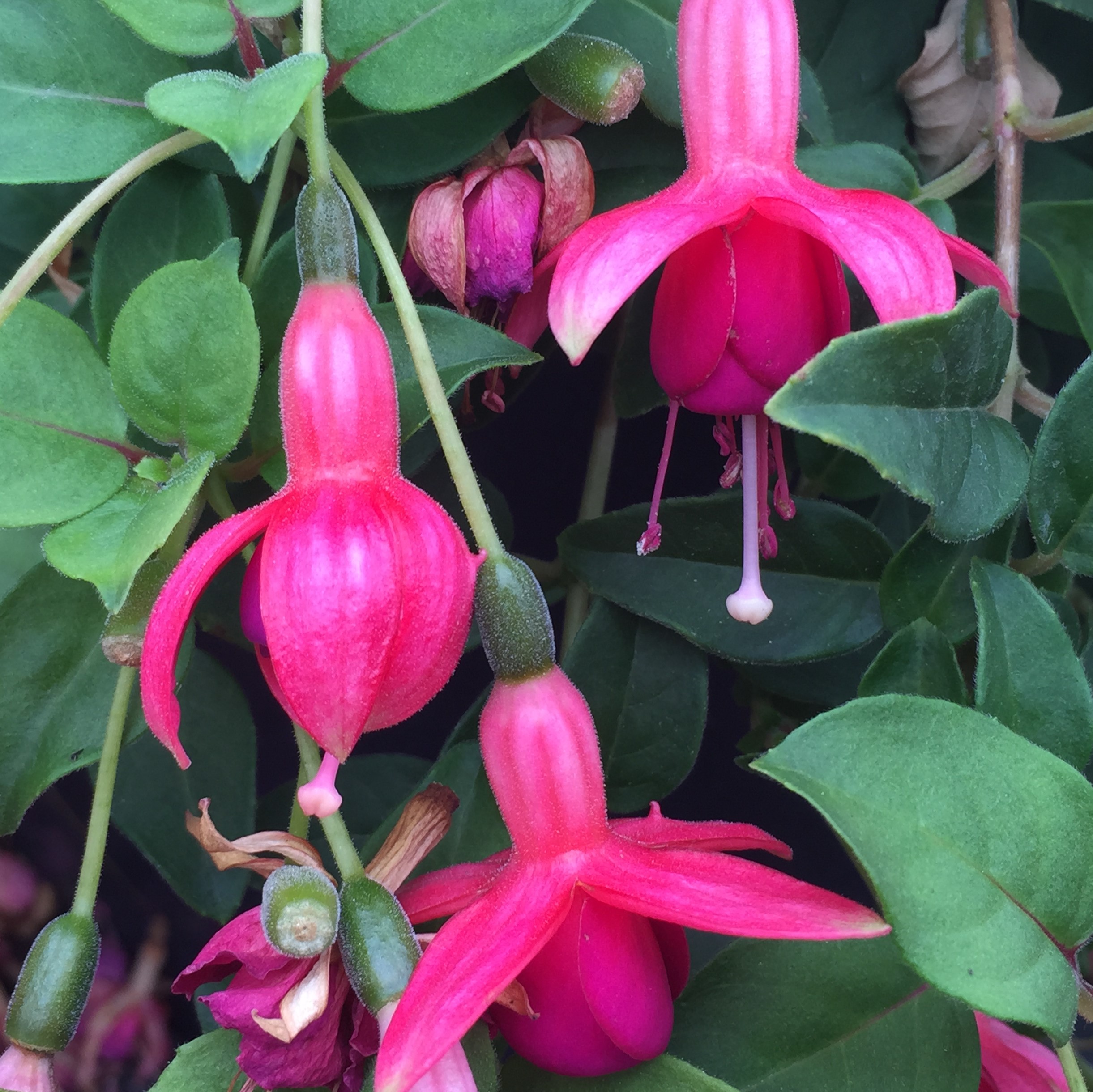 Fuchsia 'Phyllis' (5.5" Pot) Little Prince To Go