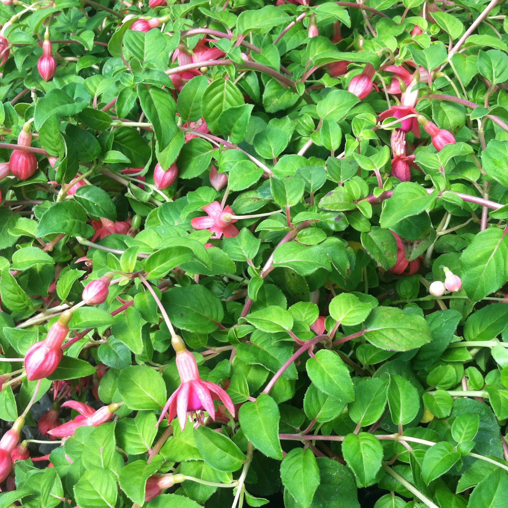 Fuchsia 'Phyllis' (5.5" Pot) Little Prince To Go