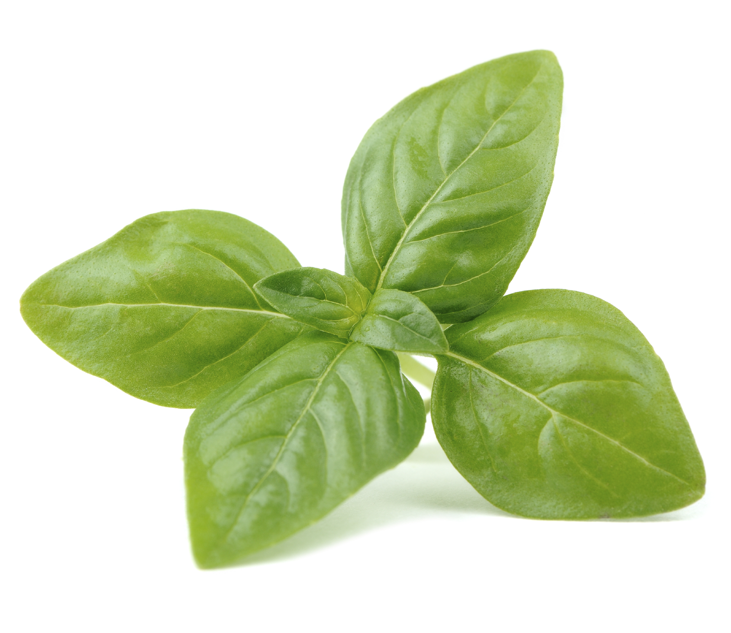 basil herb