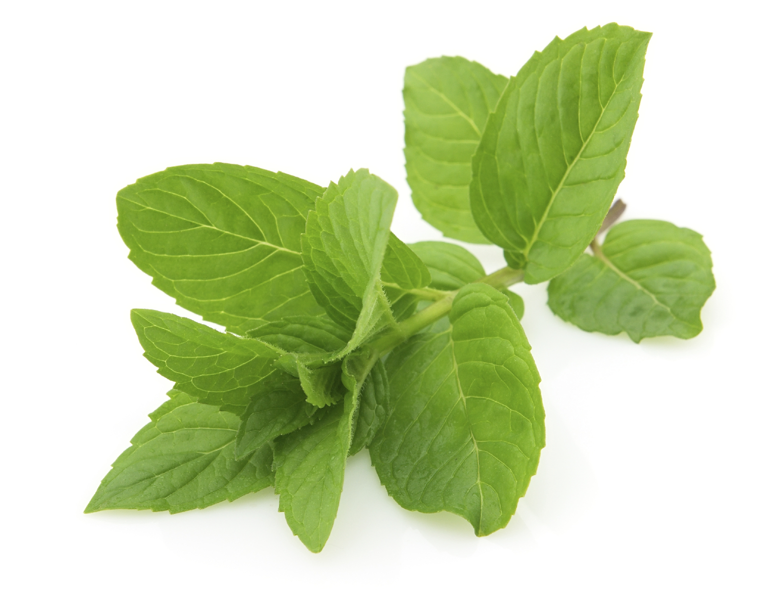 9 herbs that bring out the taste in Maltese food LITTLEROCK