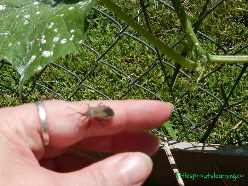 How to Get Rid of Squash BugsLIttle Sprouts Learning
