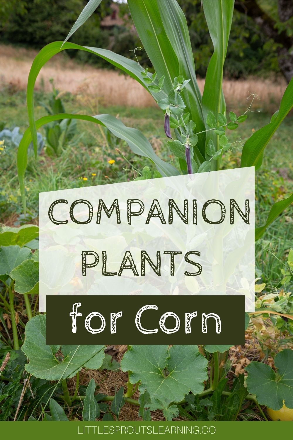 Companion Plants for Corn