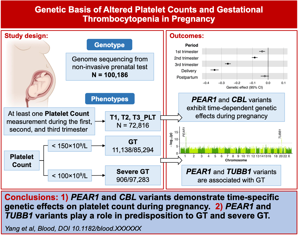 Basis of Altered Platelet Counts and Gestational Thrombocytopenia in Pregnancy Siyang