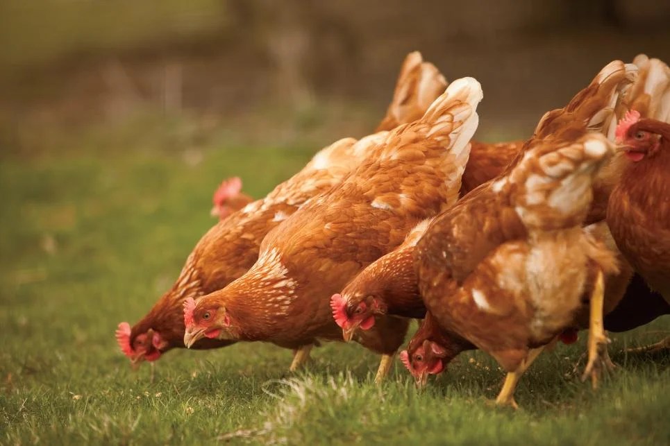 Chickens Are Coming to Your Neighborhood