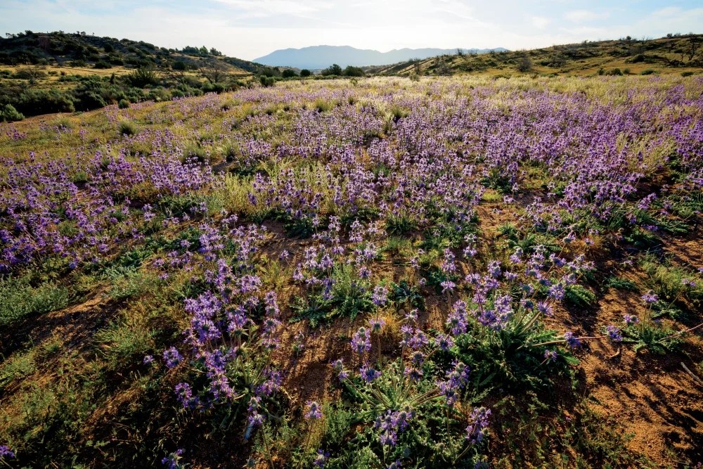 Moving to Victorville, CA Living in Victorville, CA