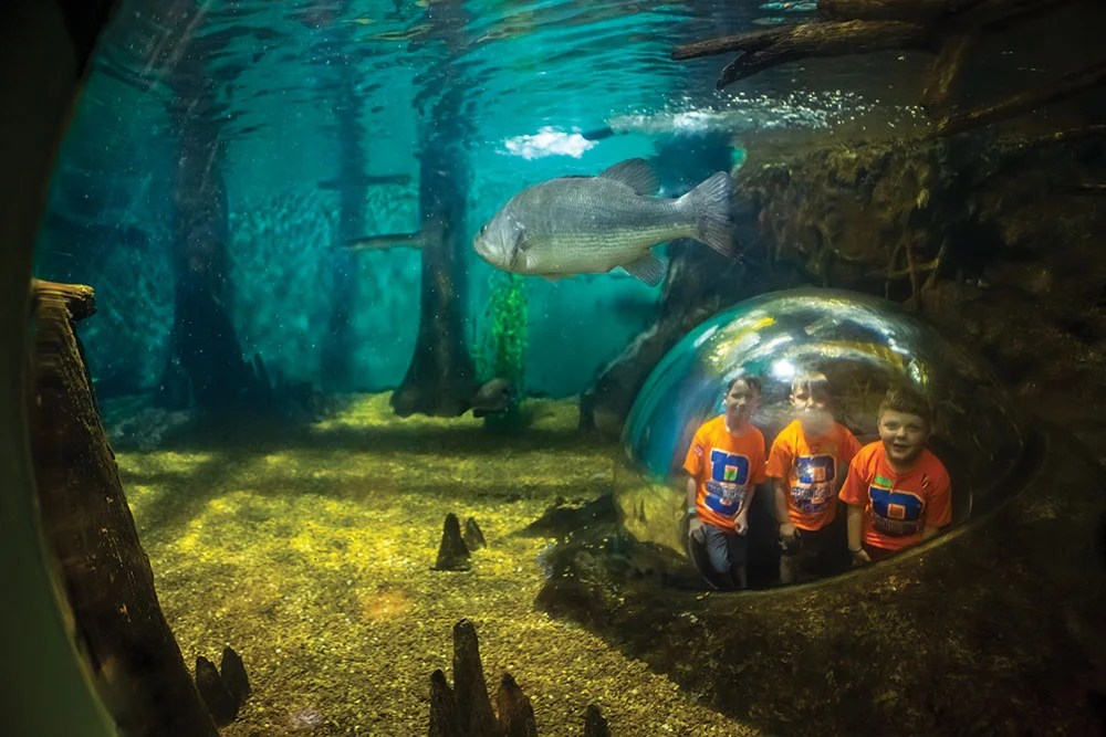 The Ultimate Guide to a Weekend Wander in Jackson, TN