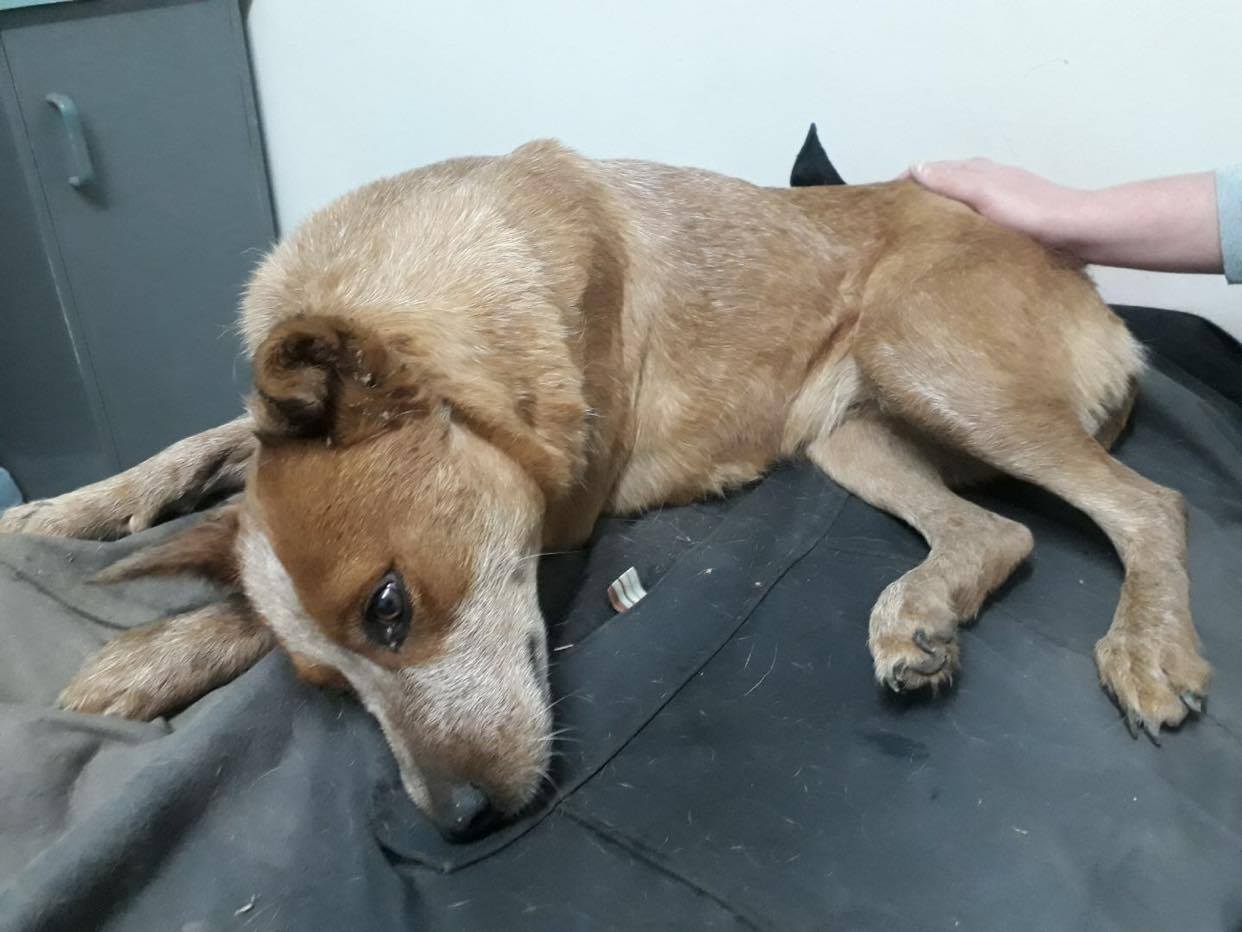 Why Does My Dog Walk With His Head Down