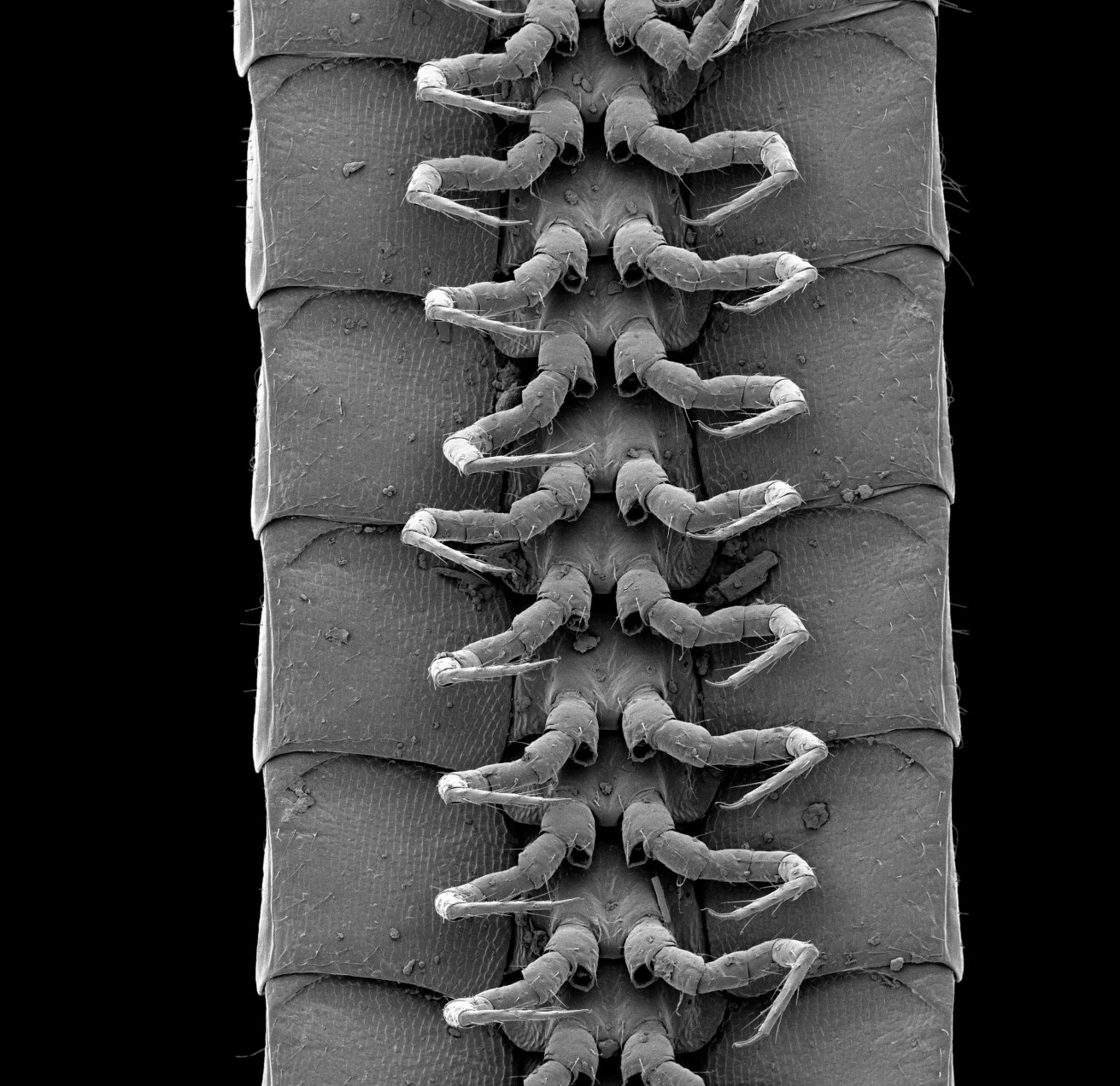 A 1,300-leg millipede has been found, a new record : NPR