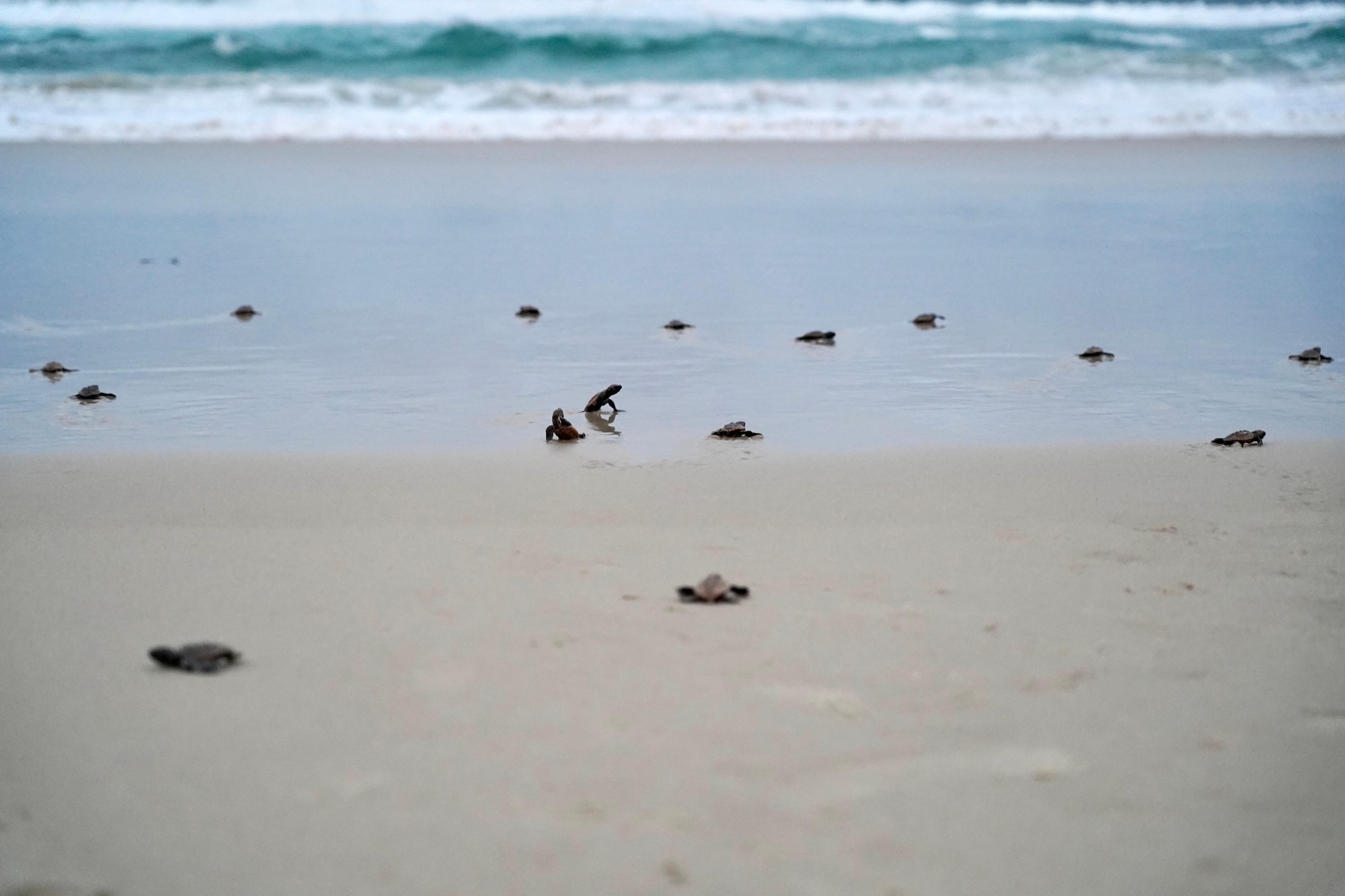 Endangered turtle hatchlings released after Fingal Head