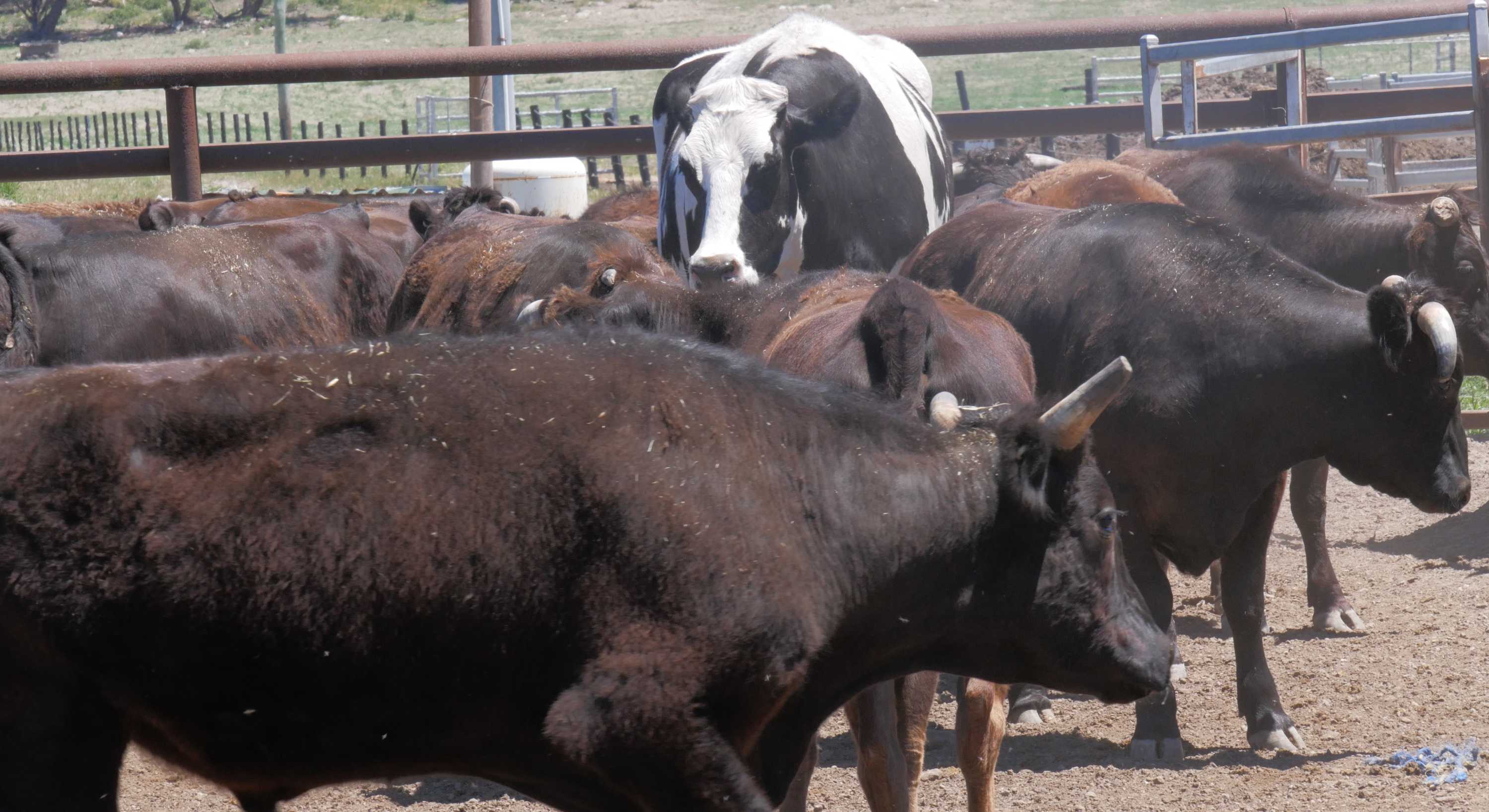 Knickers the steer, one of the world's biggest steers, avoids the
