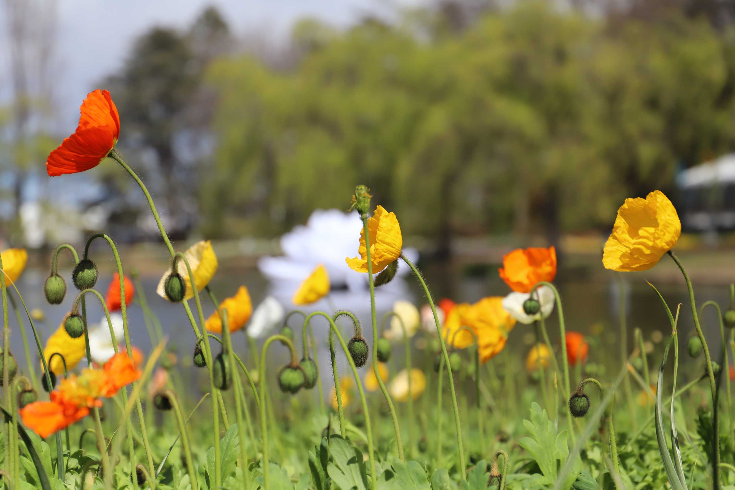Canberra Floriade marks end of long winter in the capital ABC News