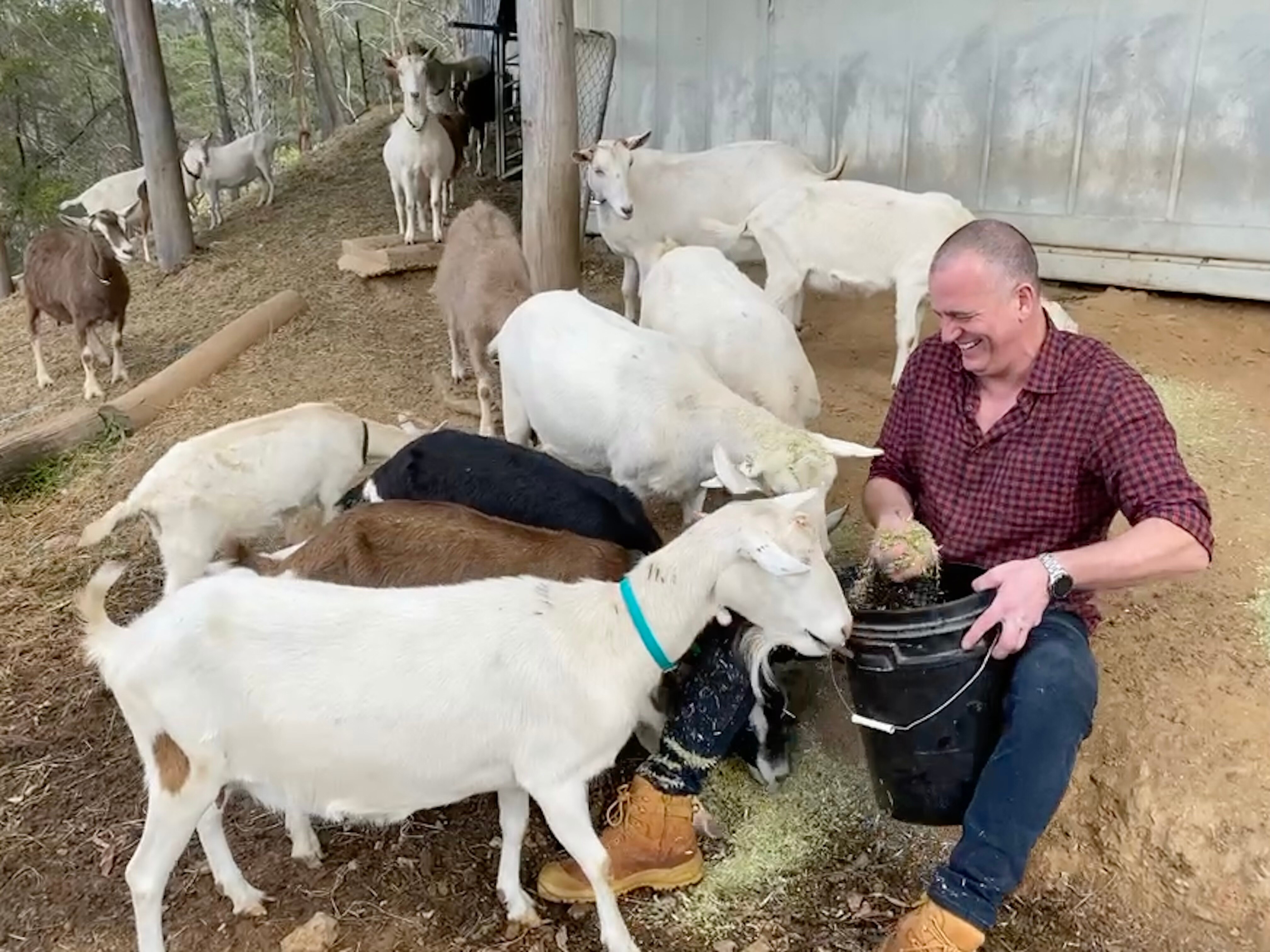 Queensland graziers put goat meat on the menu as beef alternative in
