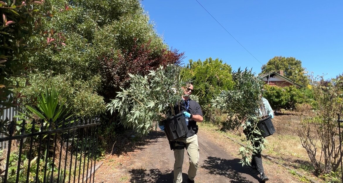 Camperdown house fire uncovers significant cannabis growing operation, police say ABC News