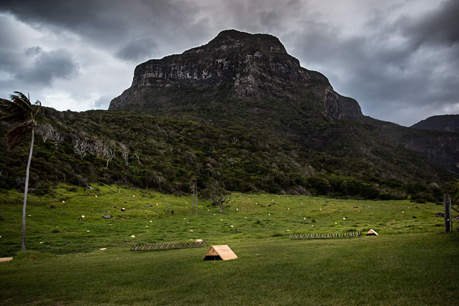 Lord Howe Island is overrun by rats — but people are divided about how