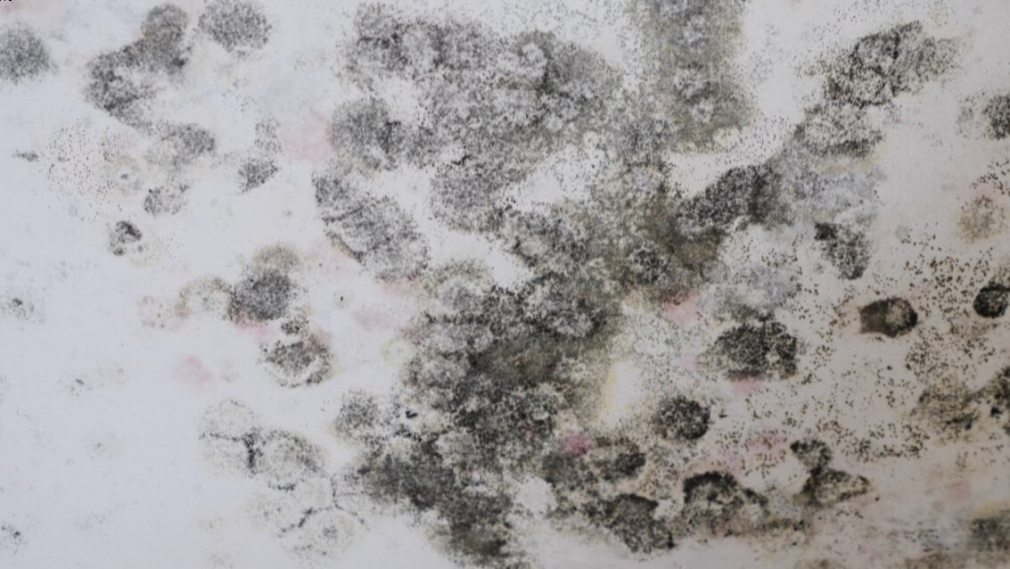 Black mould an invisible threat growing behind walls of floodaffected