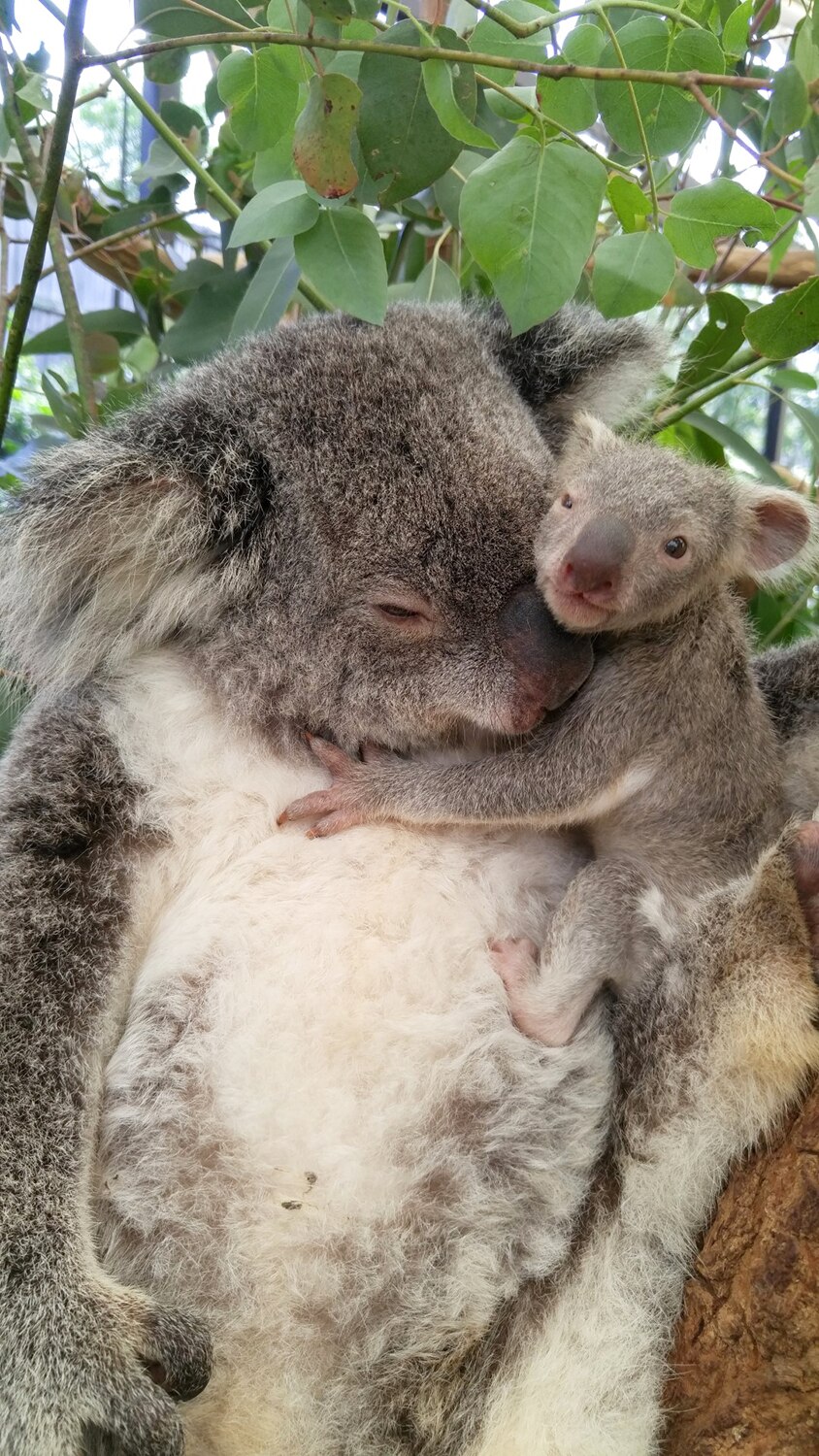 Newborn koala joey survives being transferred to surrogate mum's pouch