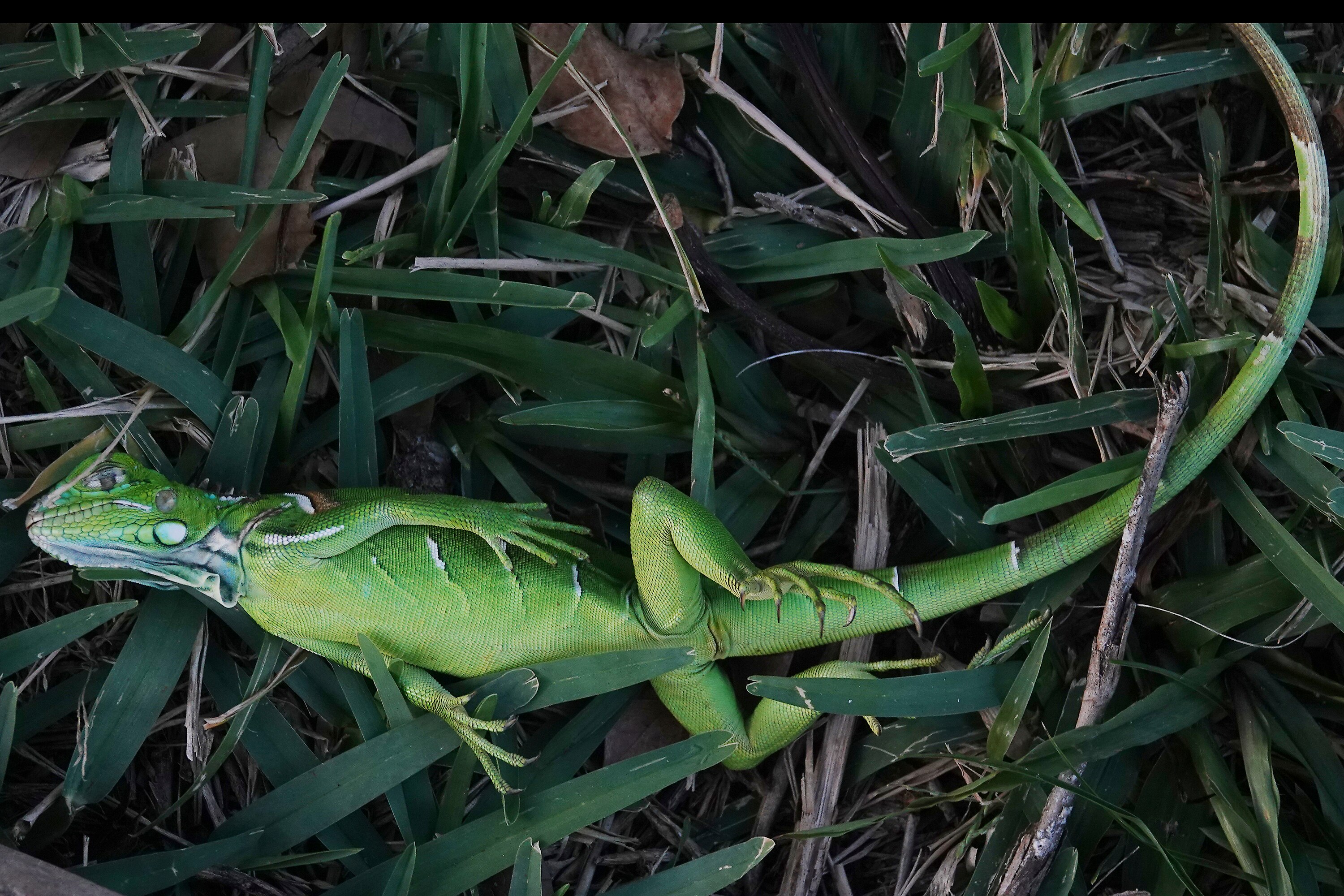 US National Weather Service warns that iguanas are falling