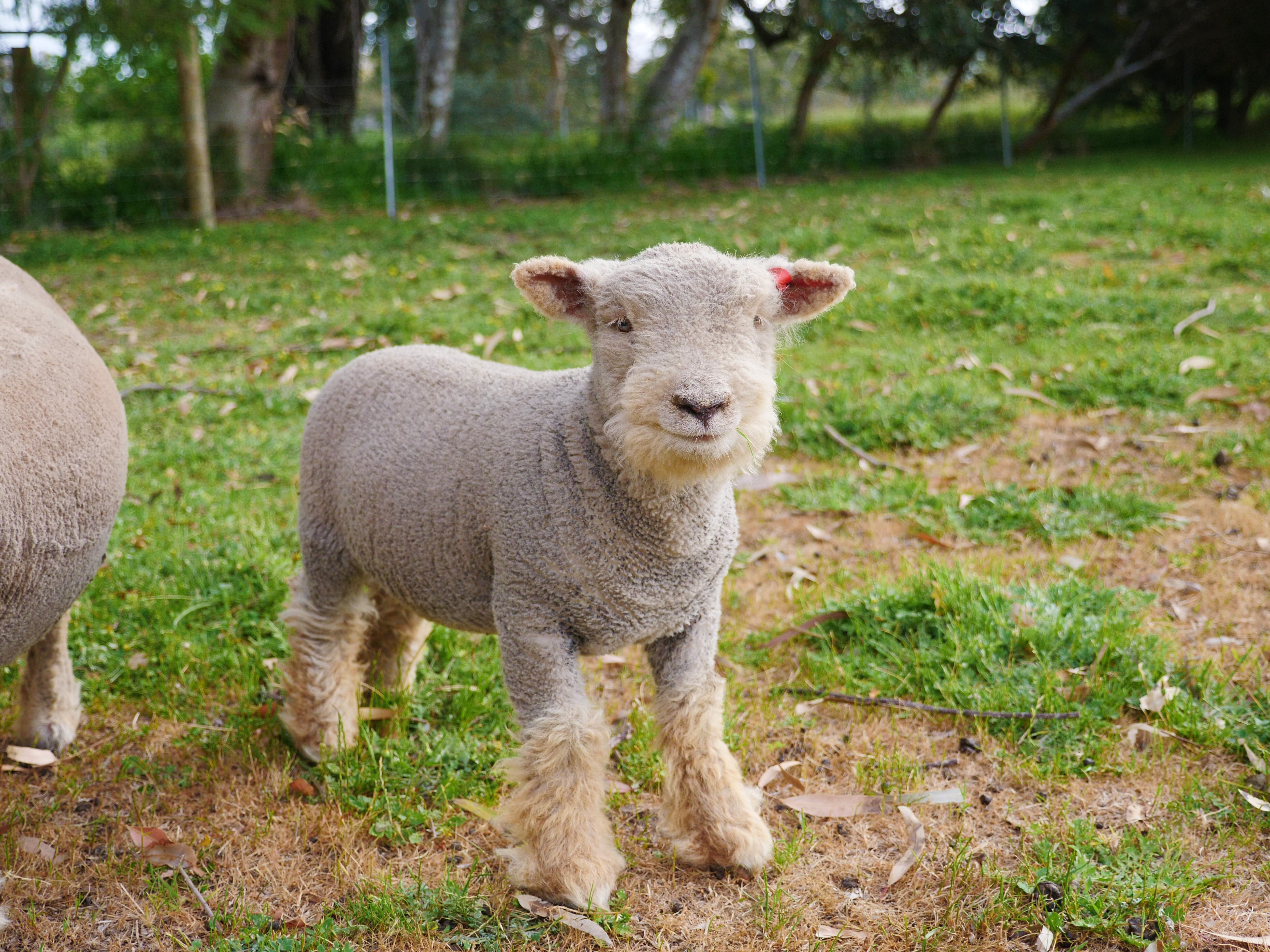 Babydoll Southdown sheep are soughtafter farm pets for their short stature, big charisma ABC News