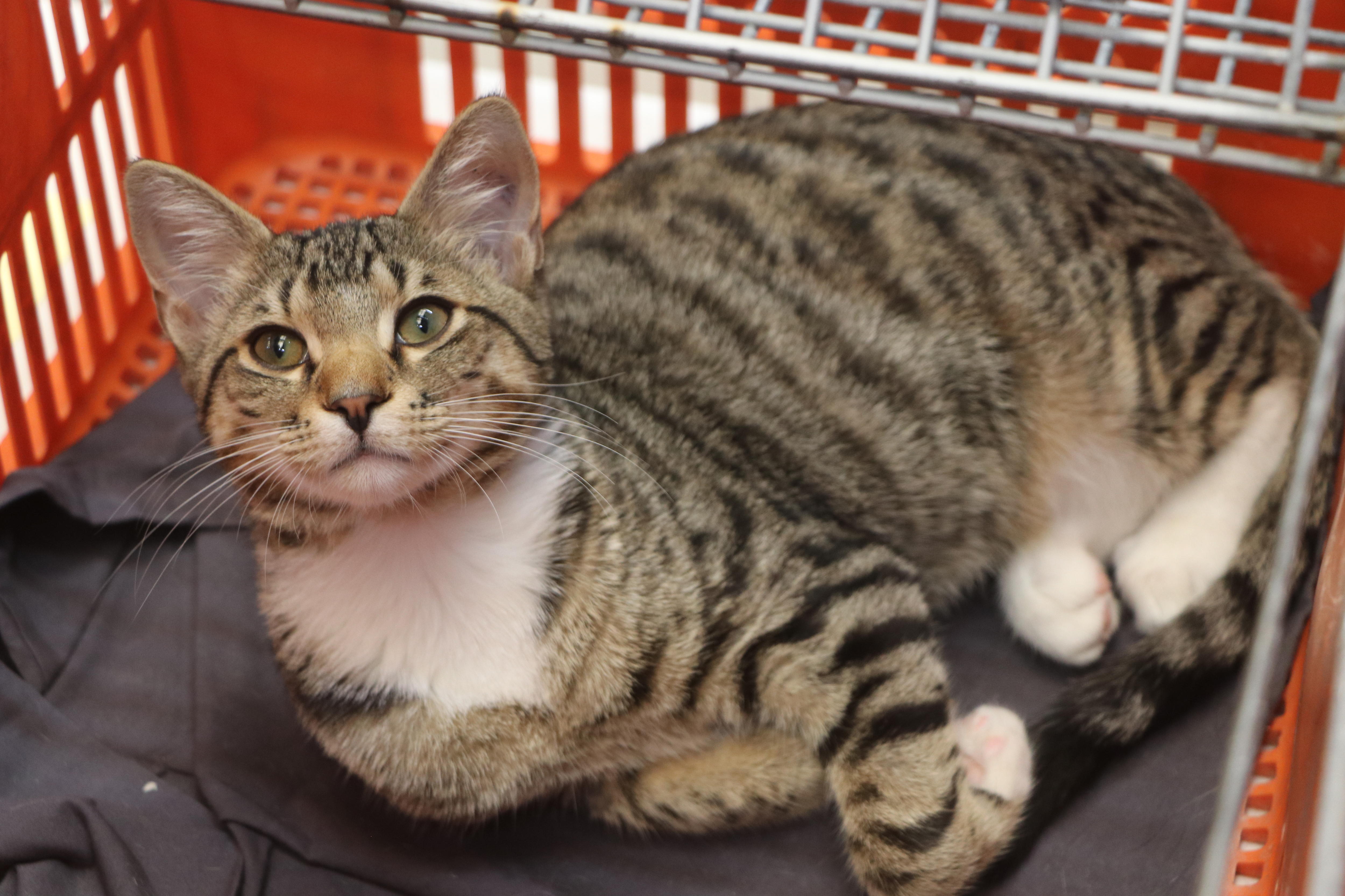 WA border opening on February 5 leaves animal shelters