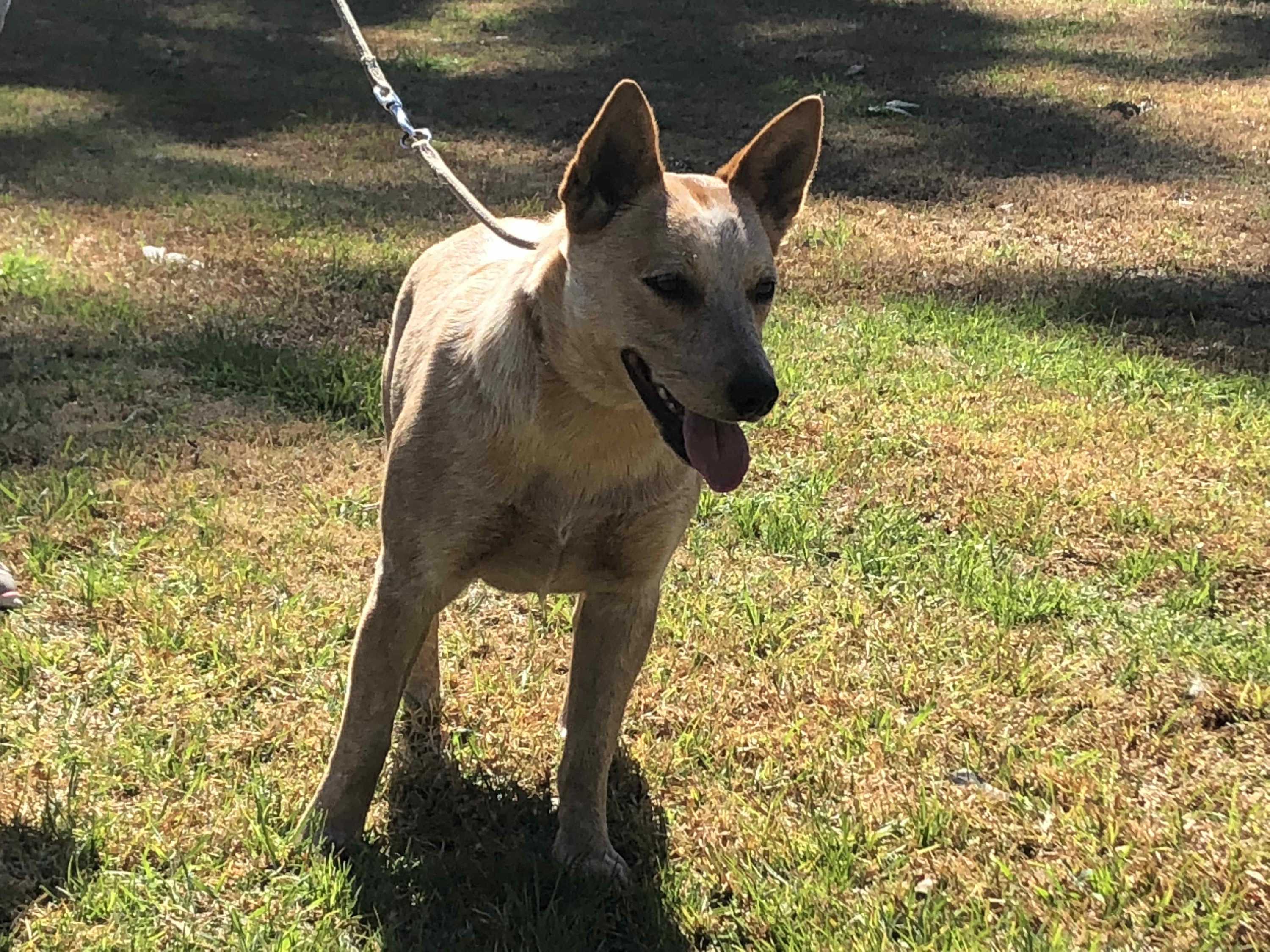 The True Blue: Book Reveals The Real Origins Of Australia's Famous Cattle Dog - Abc News
