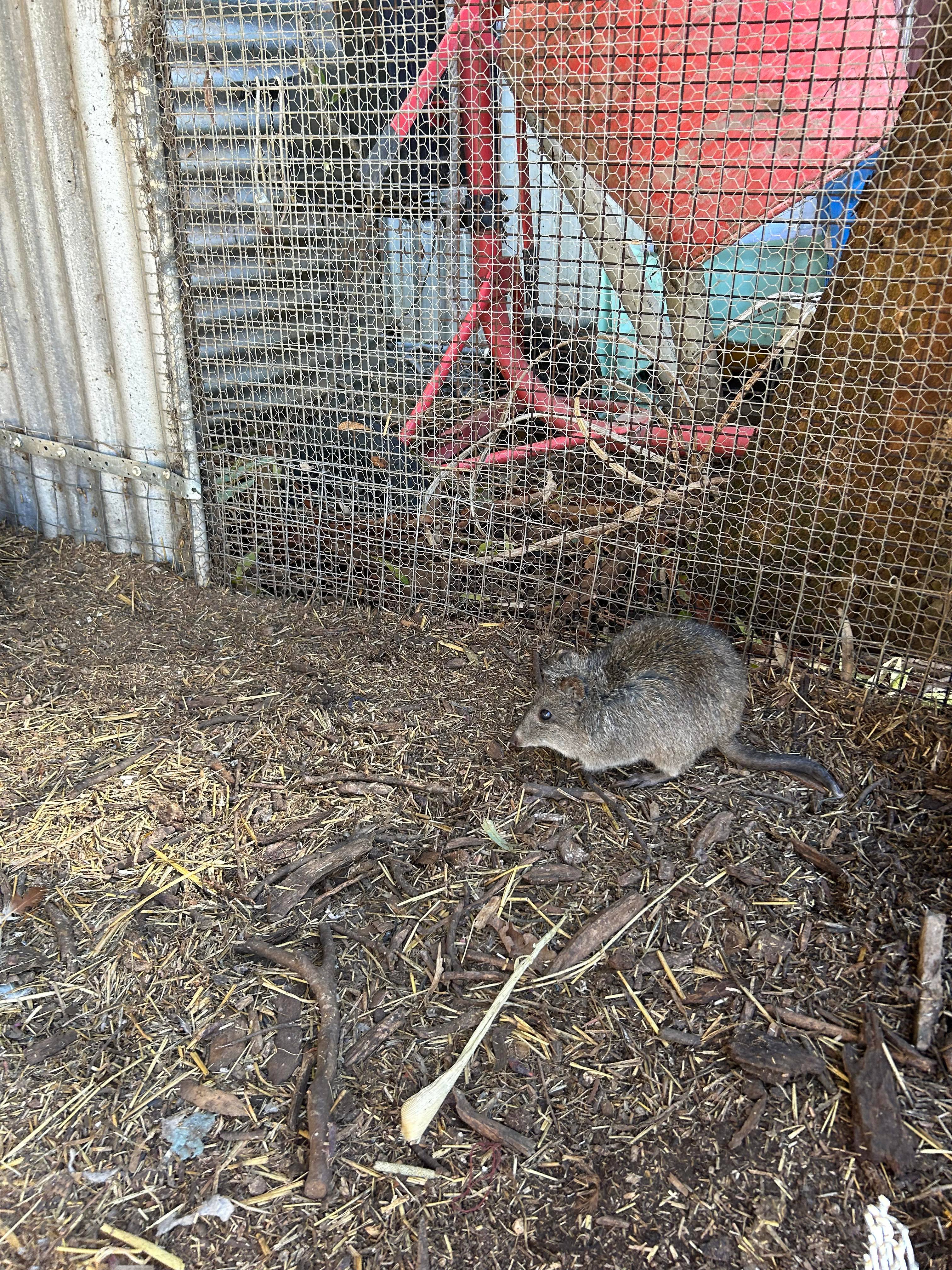 The stories behind the rescued animals at Minton Farm…