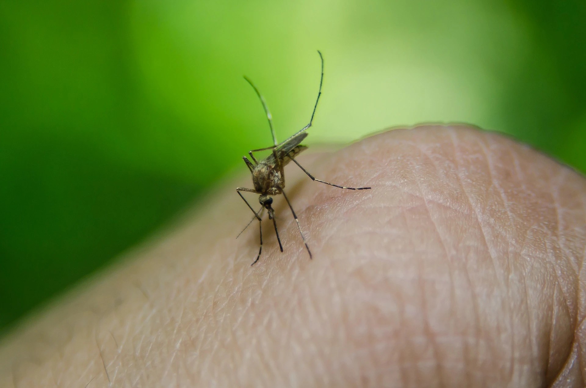 New Mosquito Infection 2023 Summer Rain Increases Risk Of Mosquito-Borne Viruses - Abc News