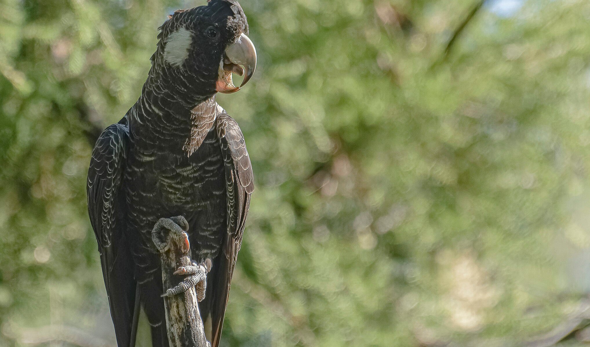 Hobby aviculturists believe they can help conserve endangered birds