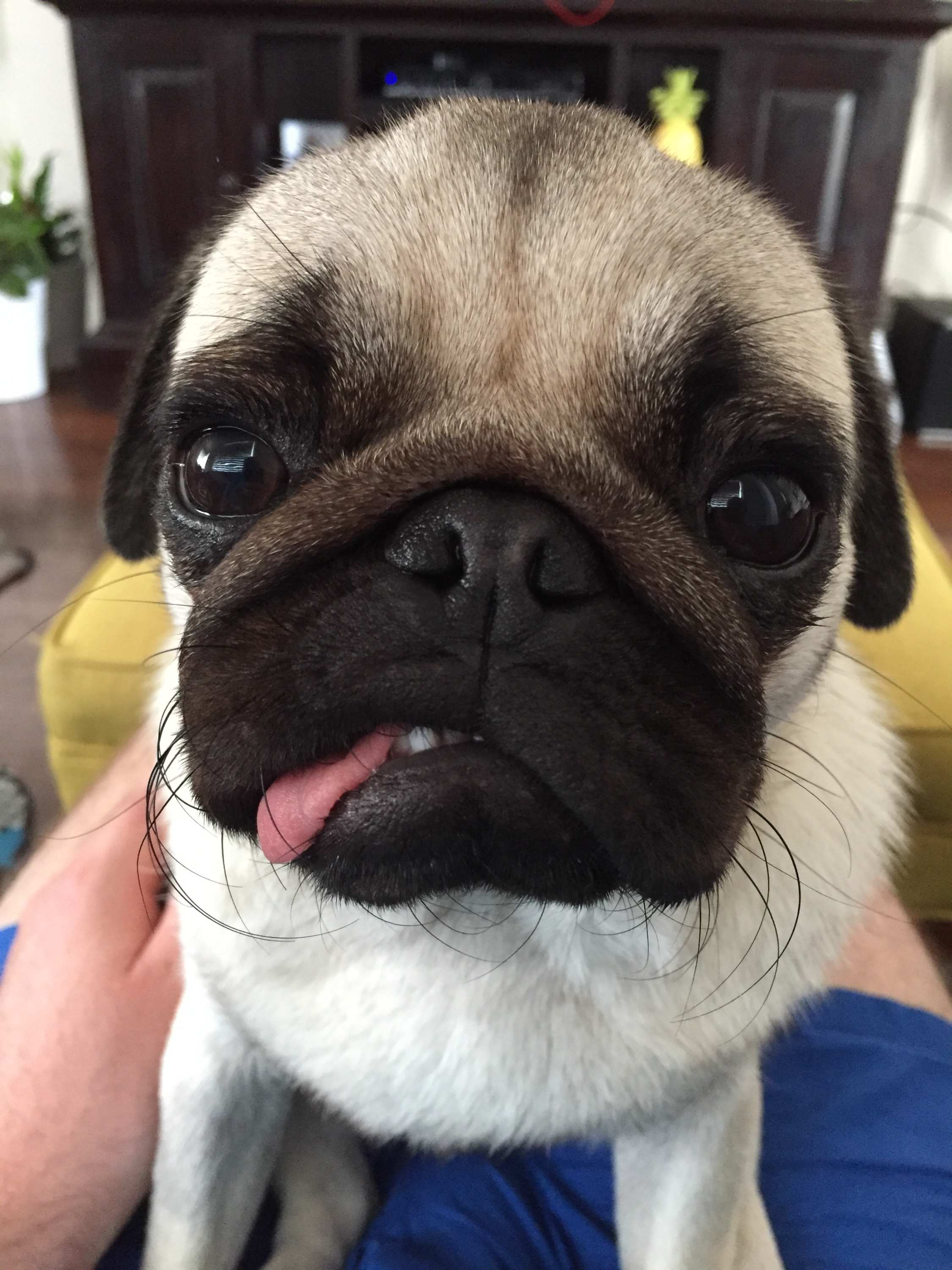 Pugs and bulldogs living miserable lives because of reckless breeding