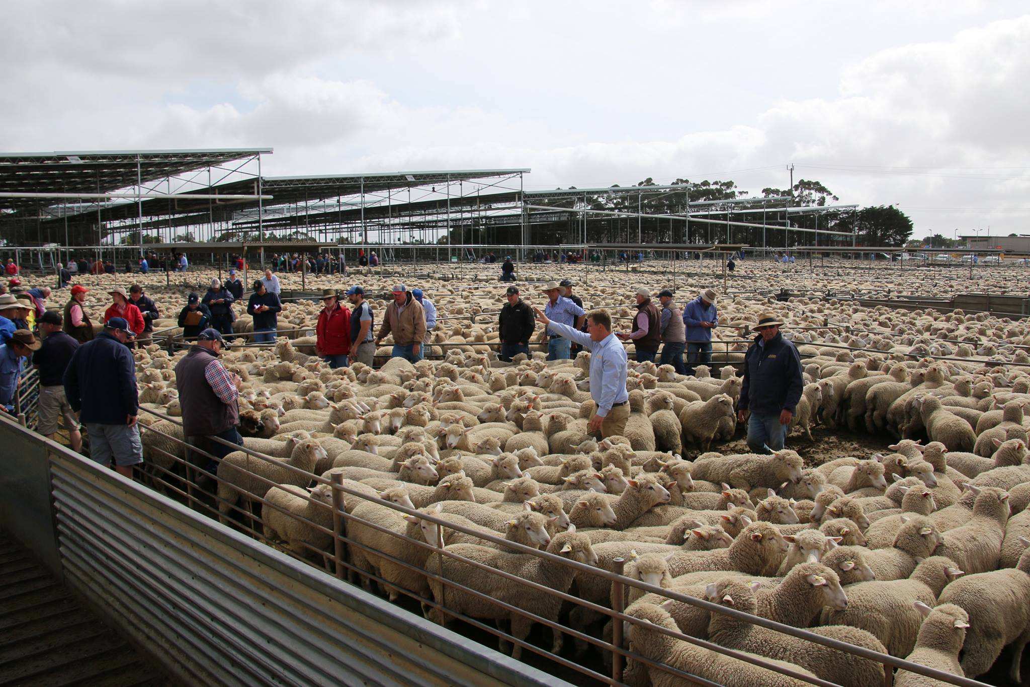 Hamilton saleyard smashes own record for biggest lamb sale in Australia