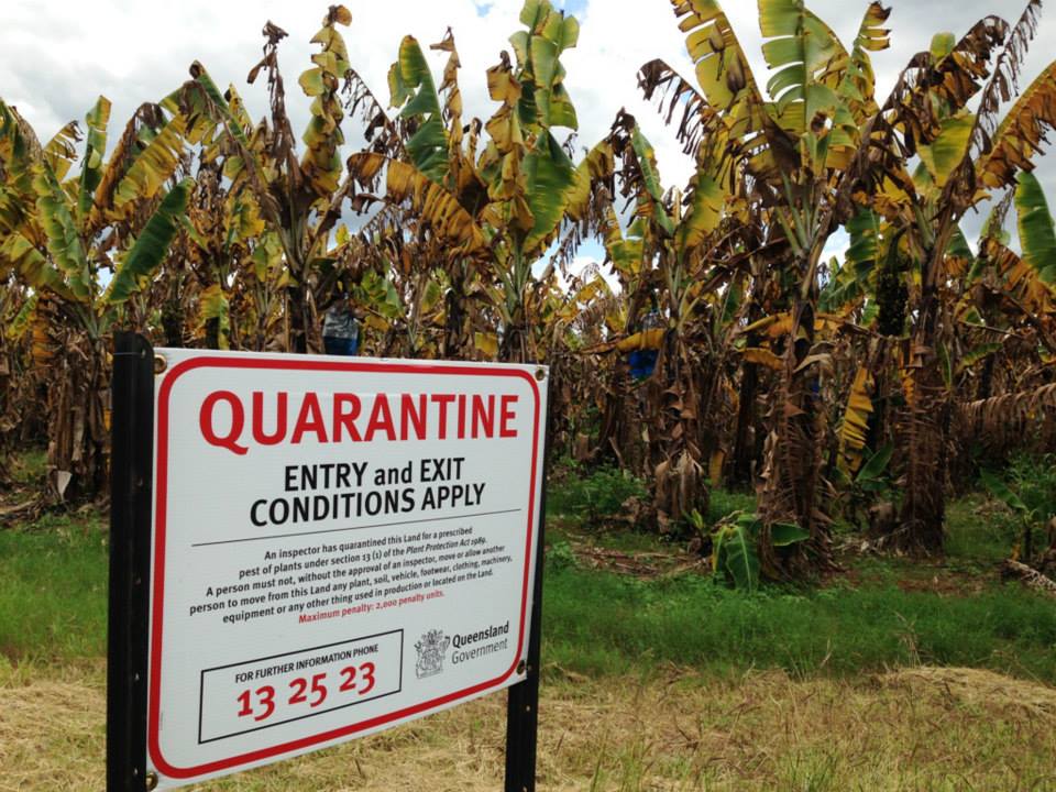 Quarantine lifted on Mareeba banana farm suspected of having Panama