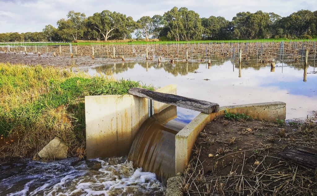 SA weather Langhorne Creek vineyards winter flooding ABC News