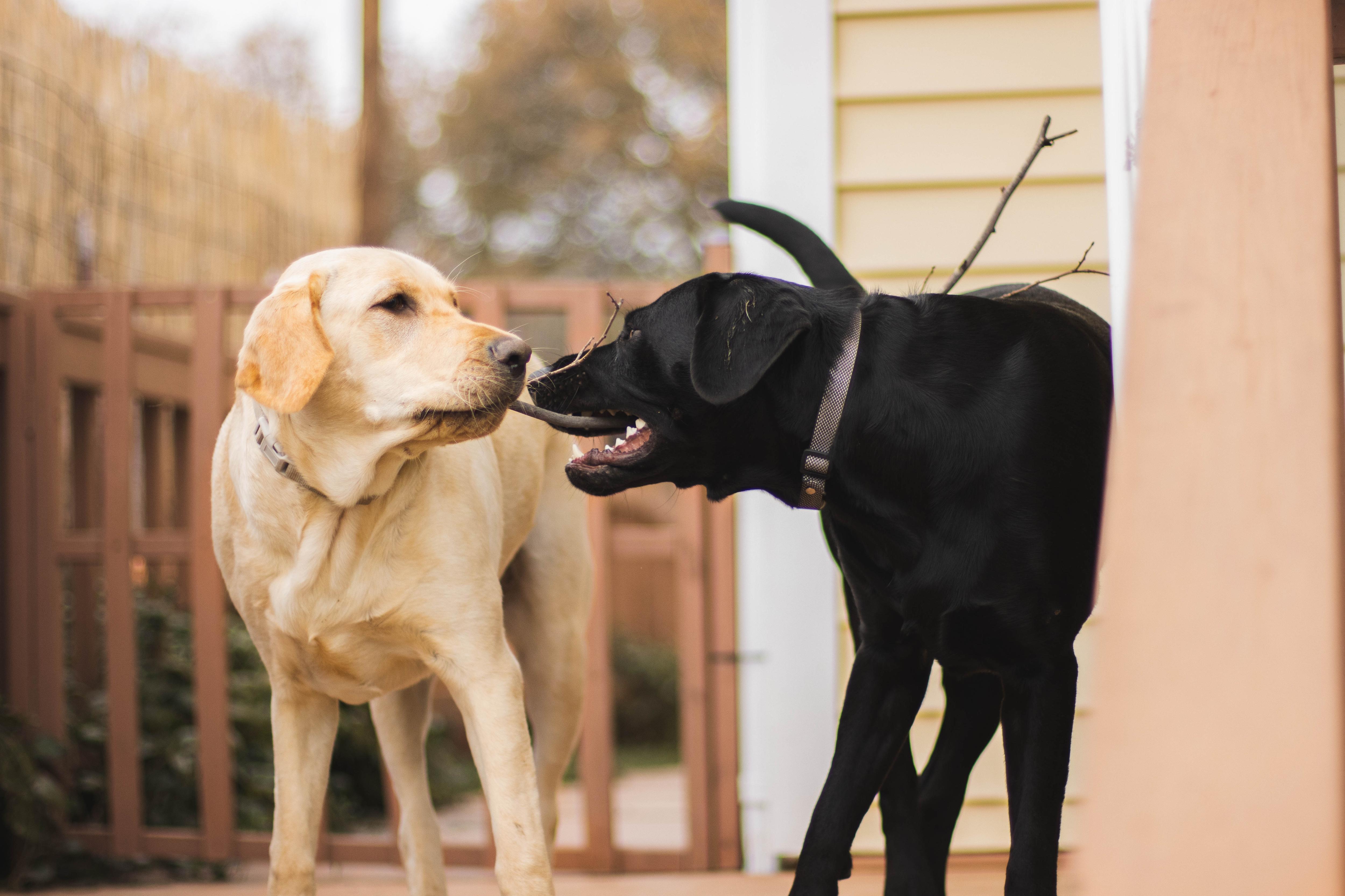 Dogs may benefit from being present when canine companions are put down