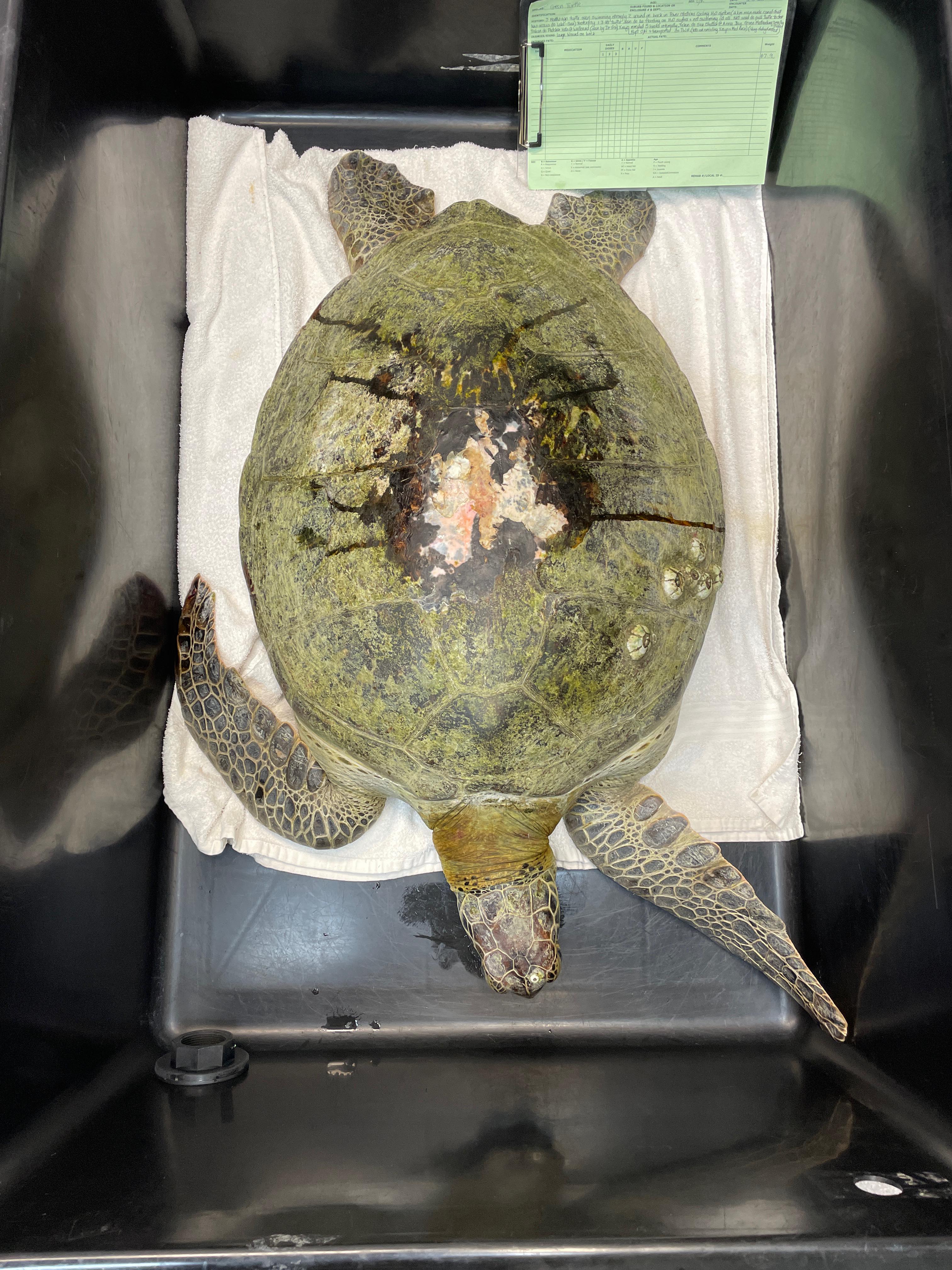 Taronga Zoo pleads with fishers for caution after vets…