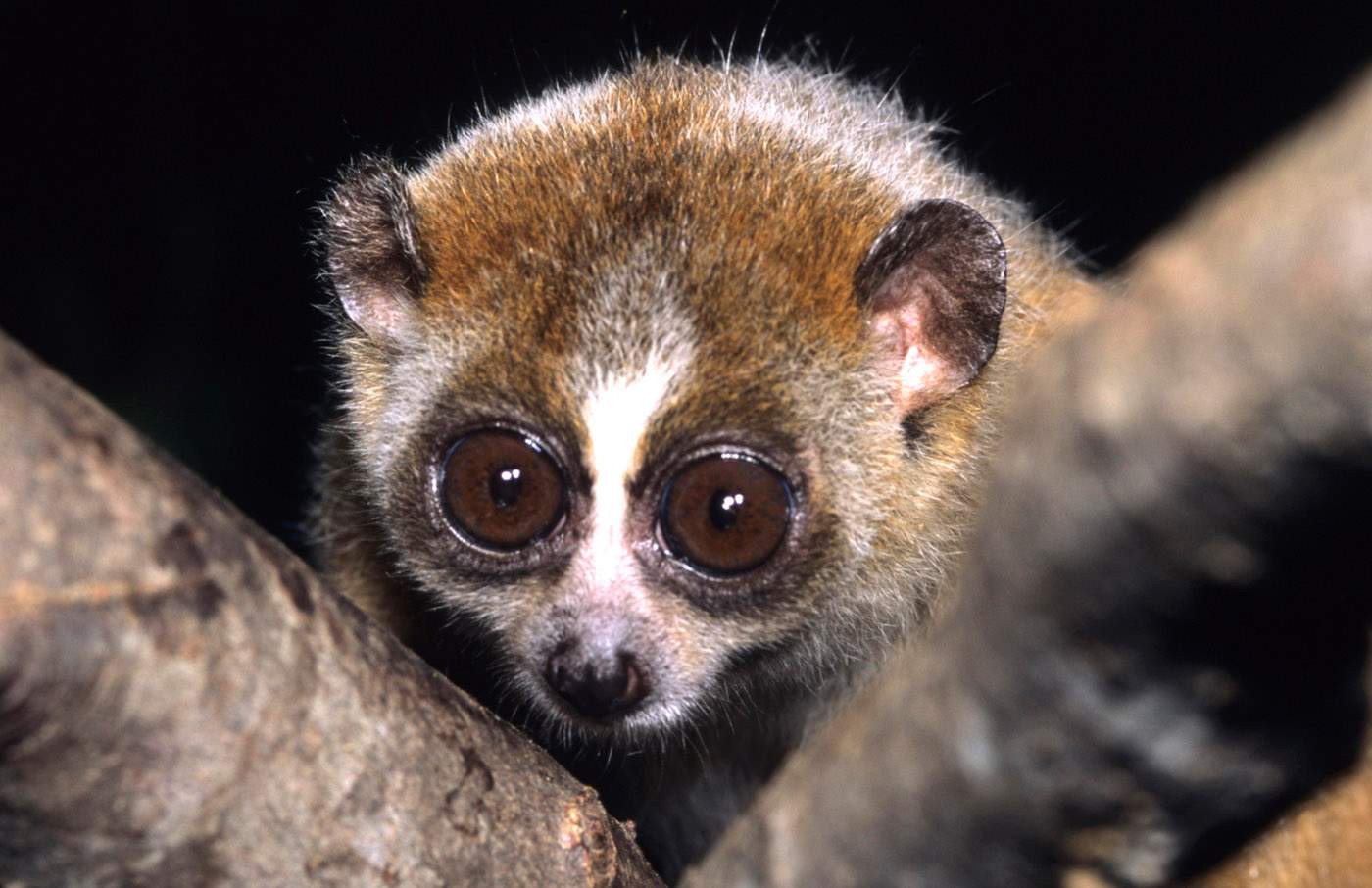 Venomous primate's catlike toxin a breakthrough for allergy