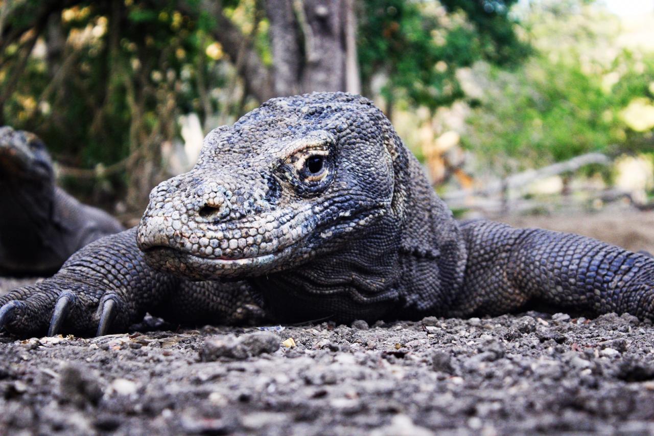 Dianggap Bertentangan dengan Konservasi, Sejumlah Warga Menolak Pembangunan  &lsquo;Jurassic Park&rsquo; di Taman Nasional Komodo - ABC News