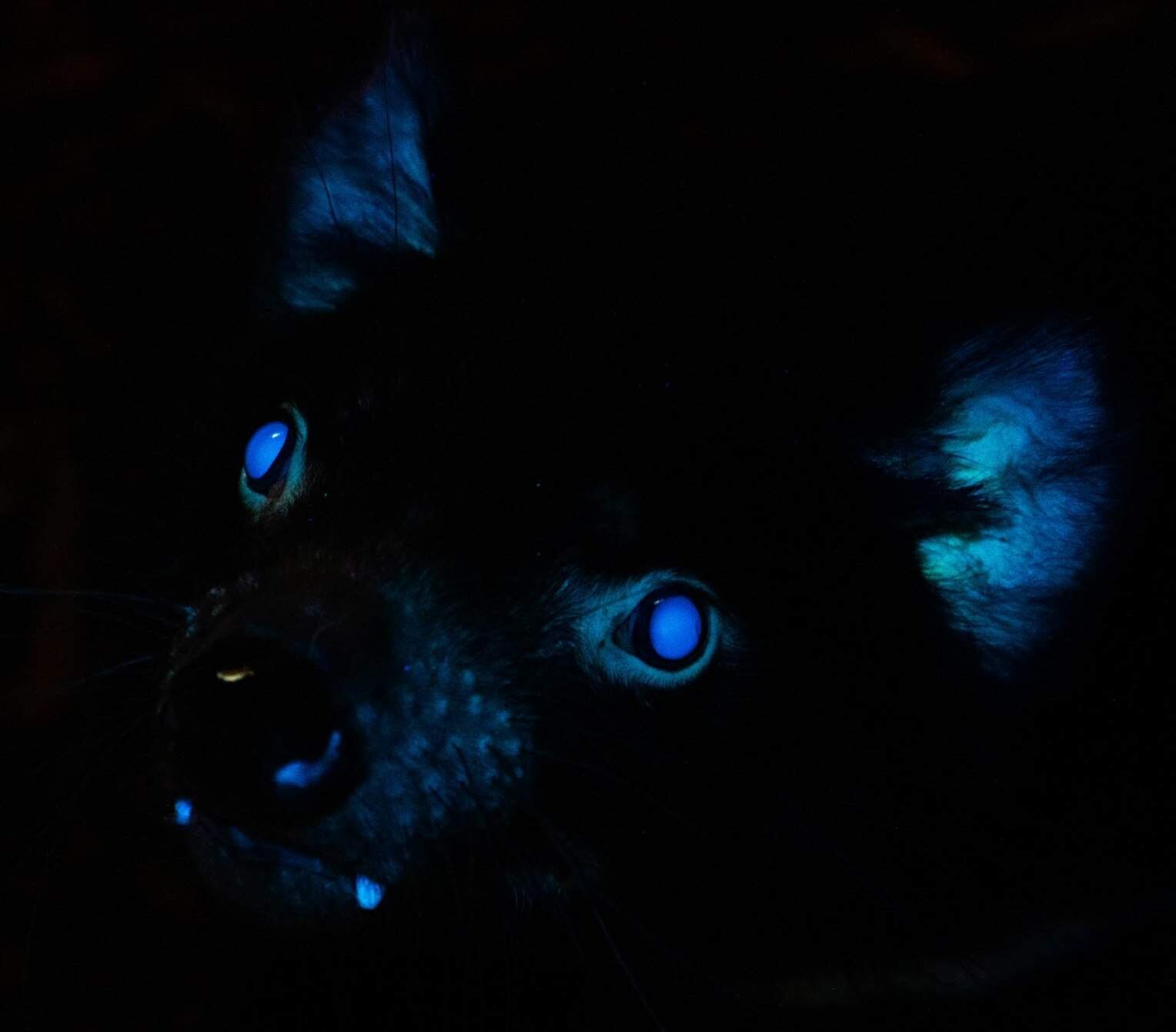 Tasmanian devils glow under UV light, researchers confirm after