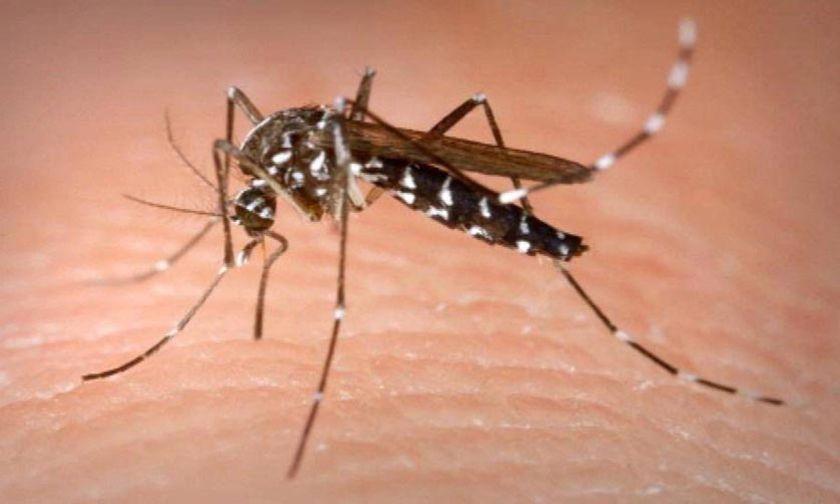 New Mosquito Infection 2023 Warning About Mosquito-Borne Viruses In Sa, Victoria And Nsw After One Person Dies And Seven Sent To Hospital - Abc News