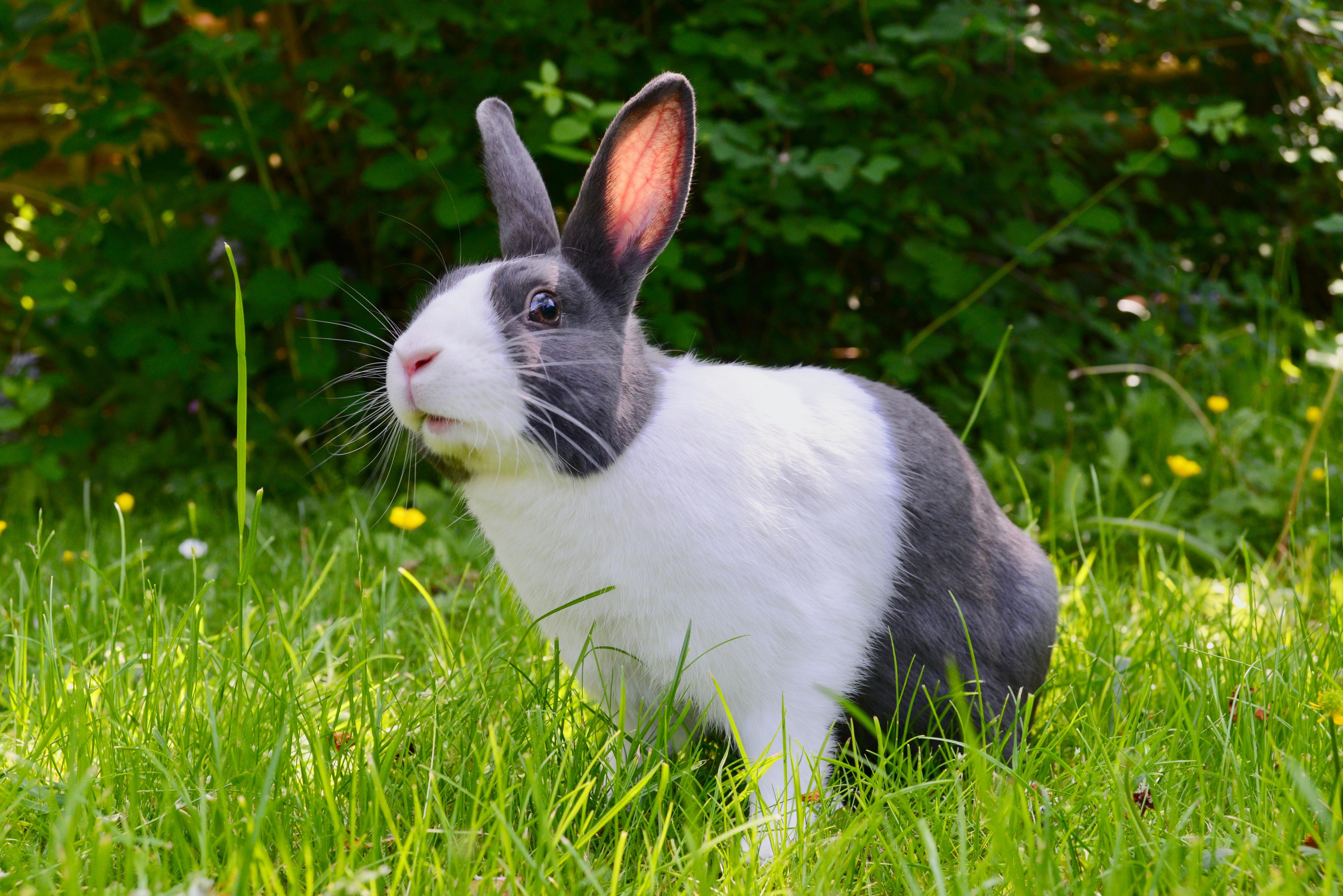 RSPCA issues weather warning to owners of small pets ABC News