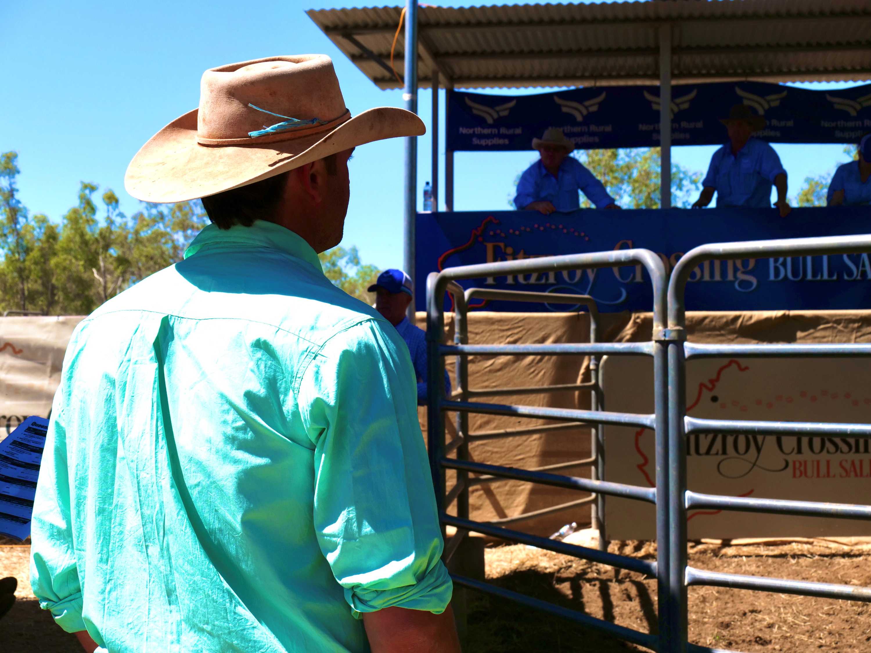 Fitzroy Crossing Bull Sale achieves blue ribbon results despite COVID