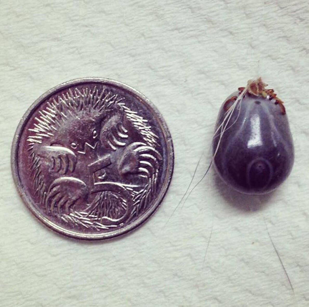 Ticked off Let's stop our dogs and cats dying of tick paralysis ABC News