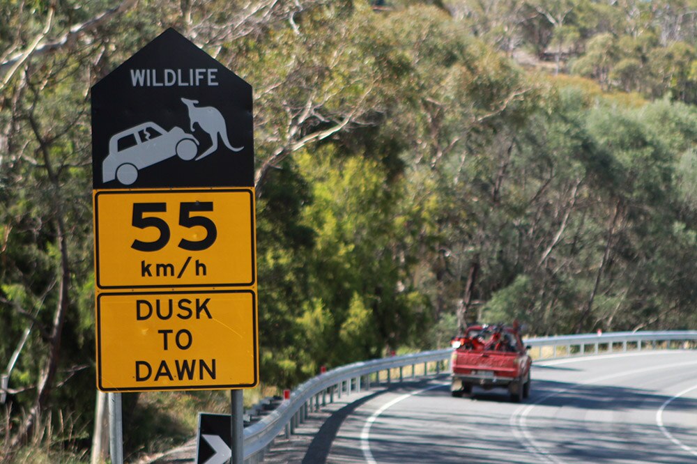 Tasmanian conservation groups launch fresh drive to cut roadkill on