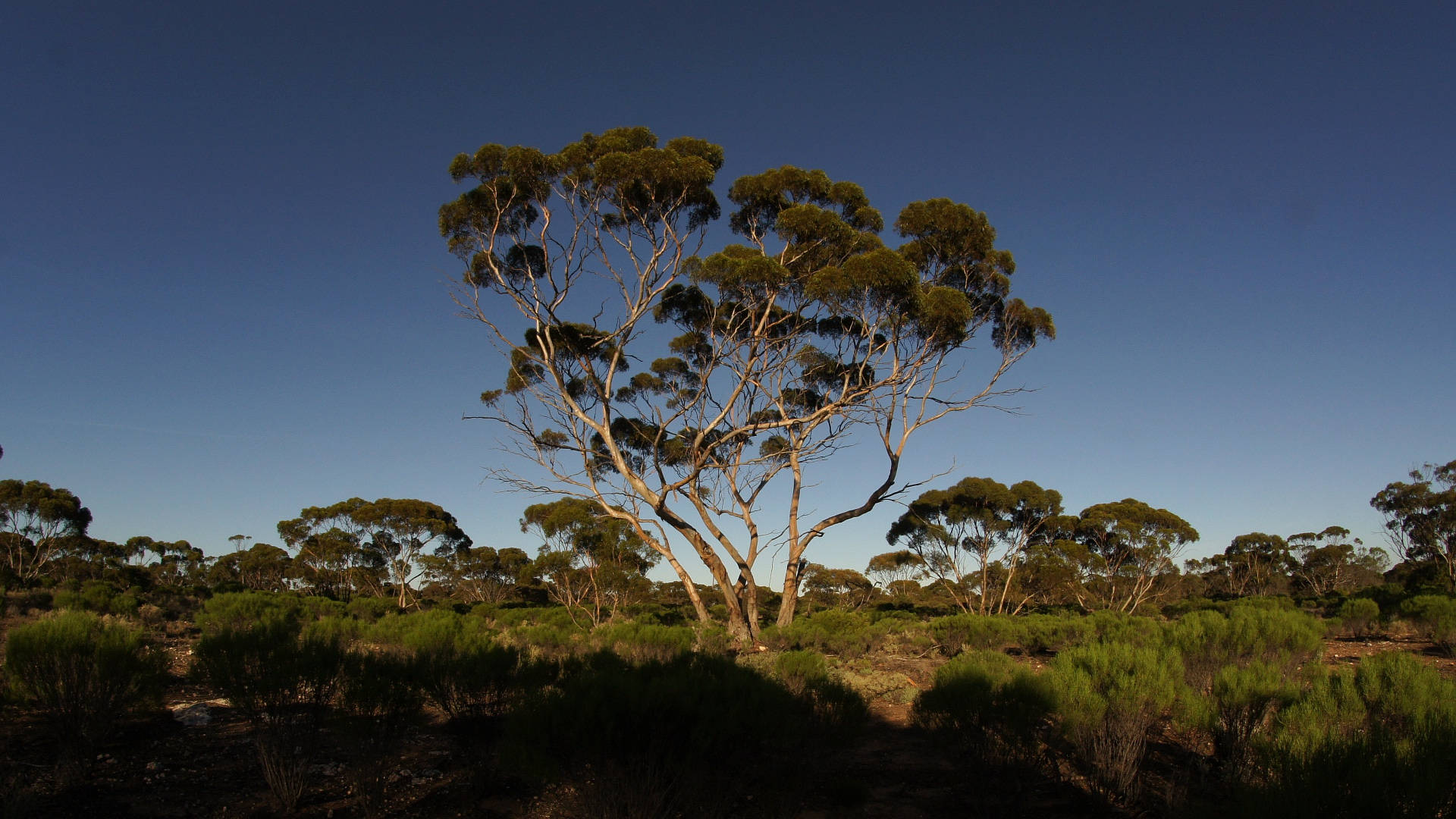 Citizen scientist couple helps Murray Mallee ecosystem…