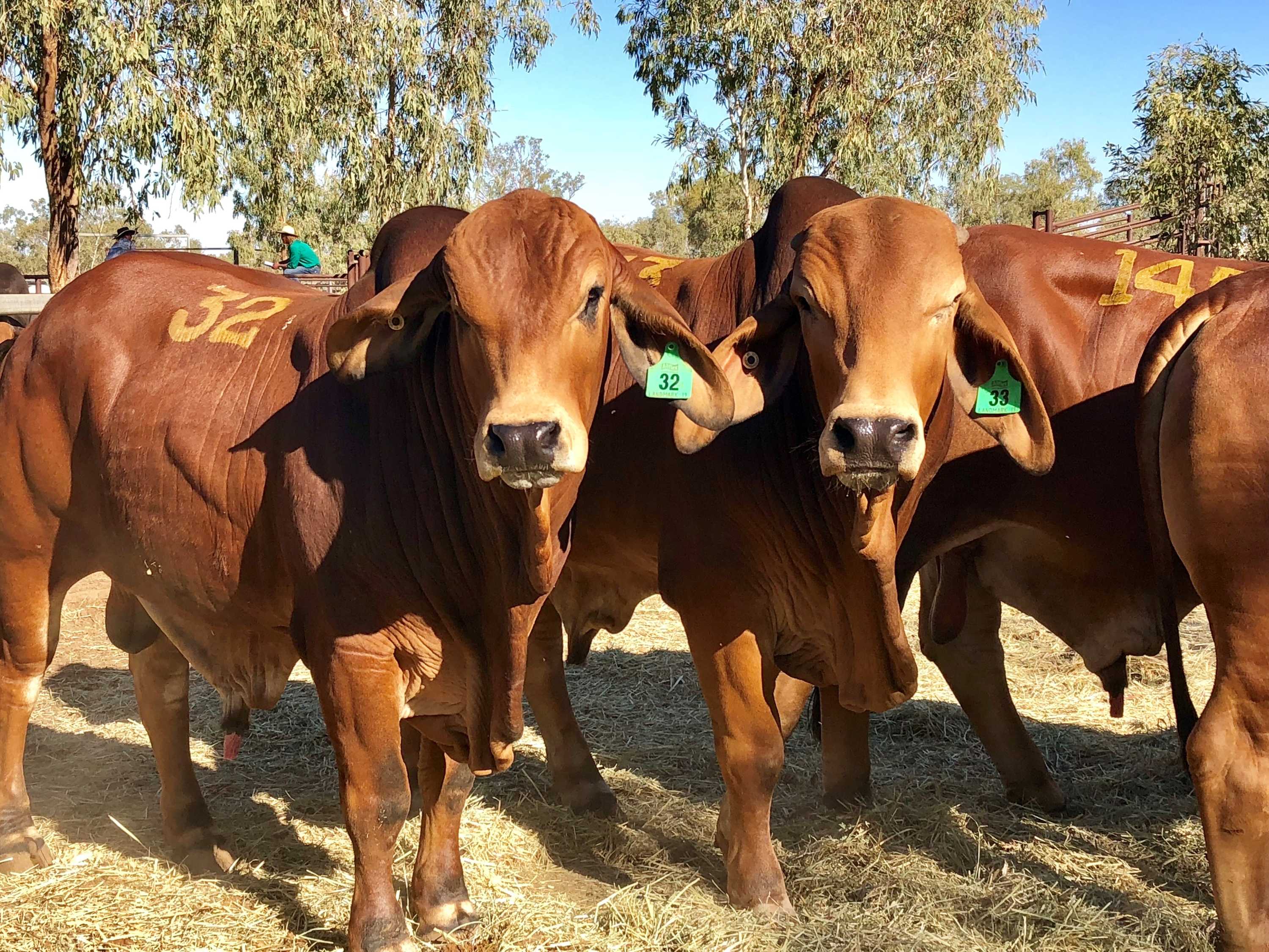 Recordbreaking bull sale in Fitzroy Crossing cracks 1 million for