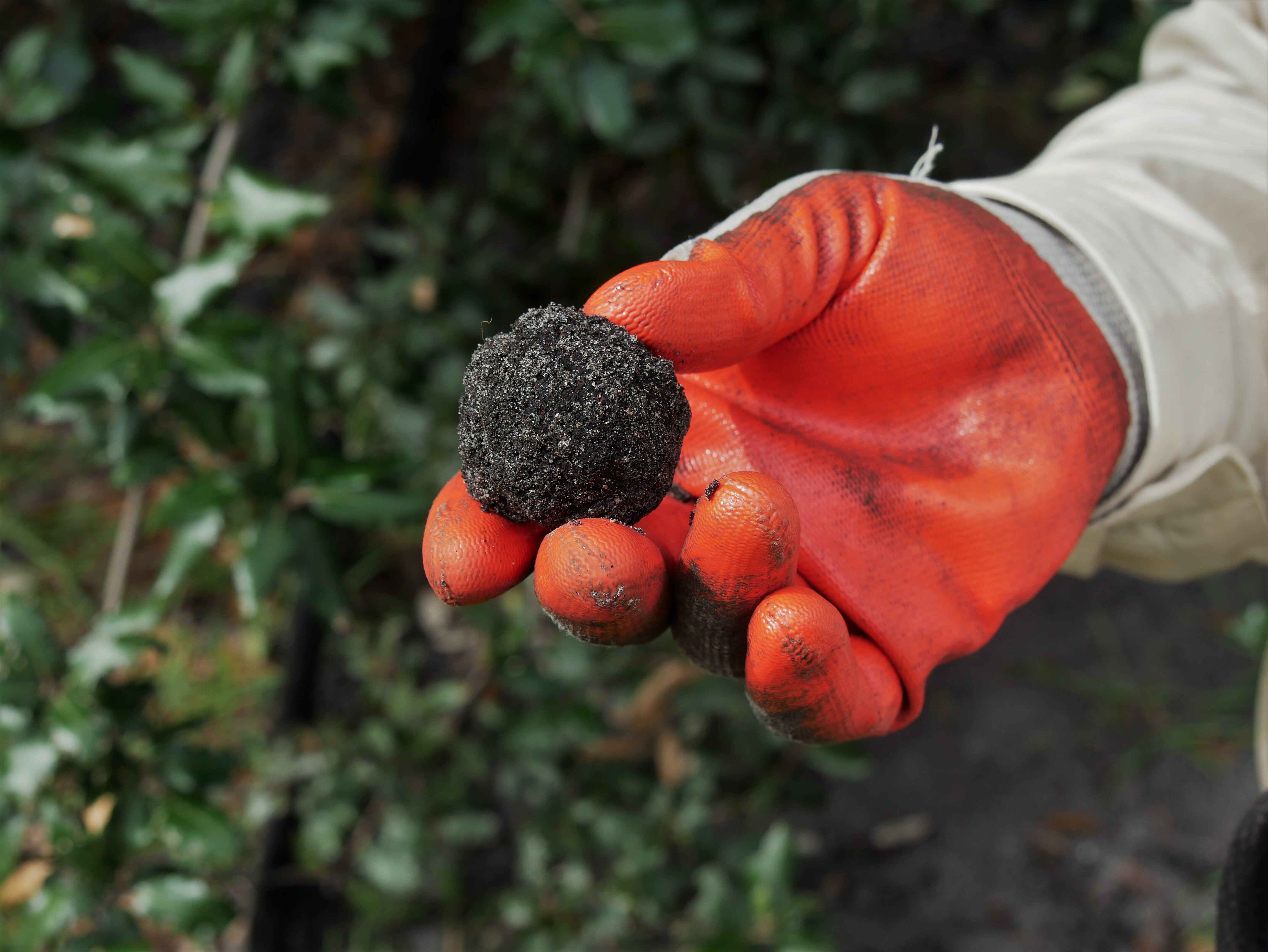 Truffles in South Australia on the rise, but breaking into the industry