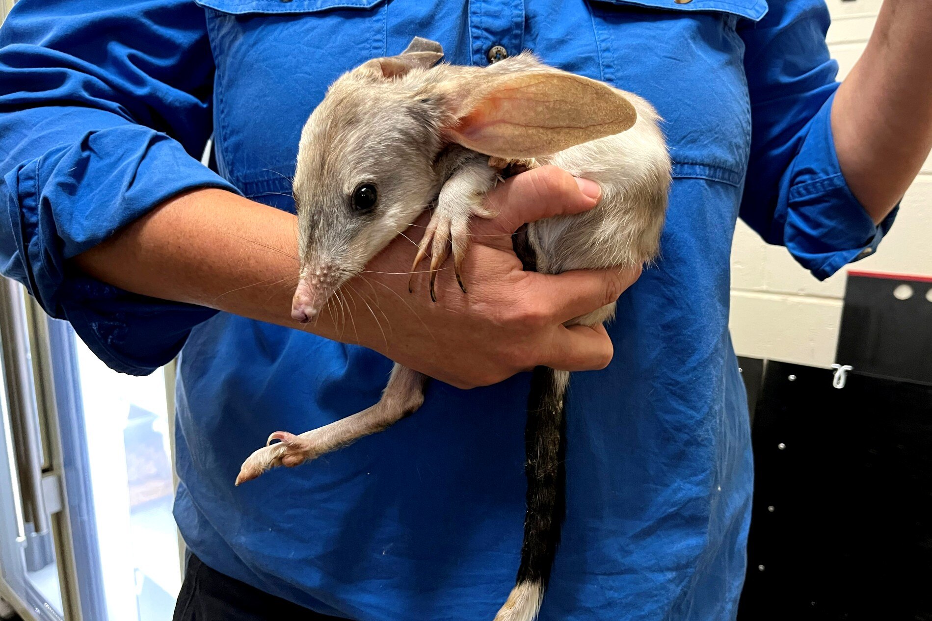 Bilby AlberAiranna