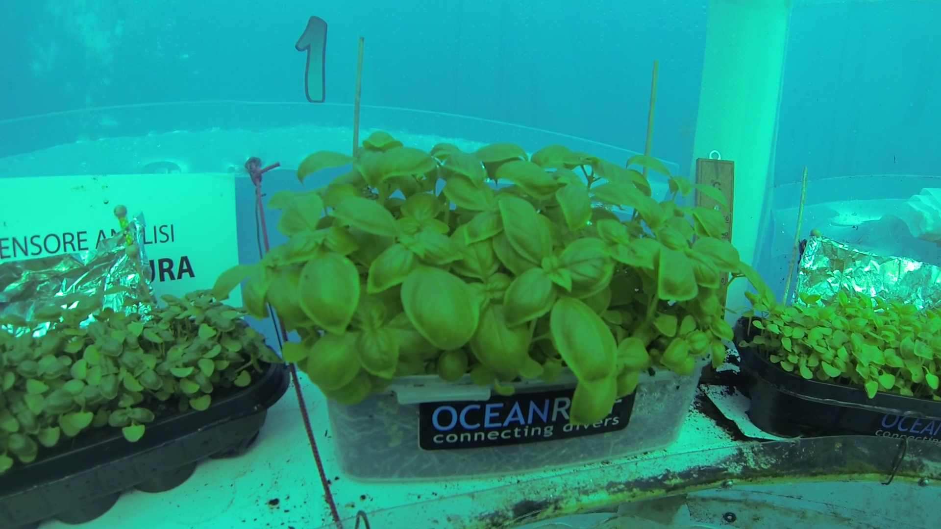 Is underwater agriculture the future of food production? ABC Radio National