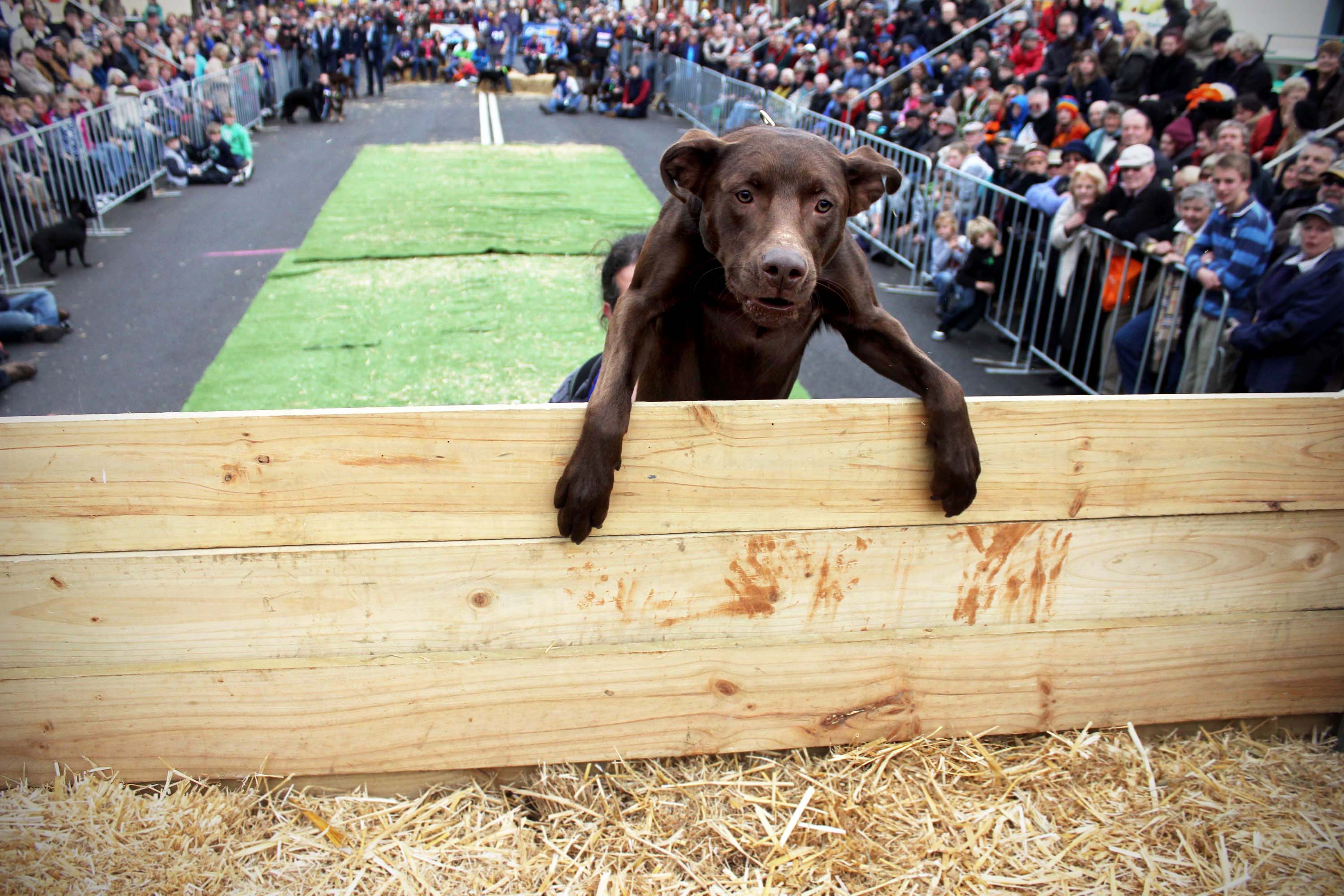 Top dog goes for 12k as kelpies take the stage ABC News